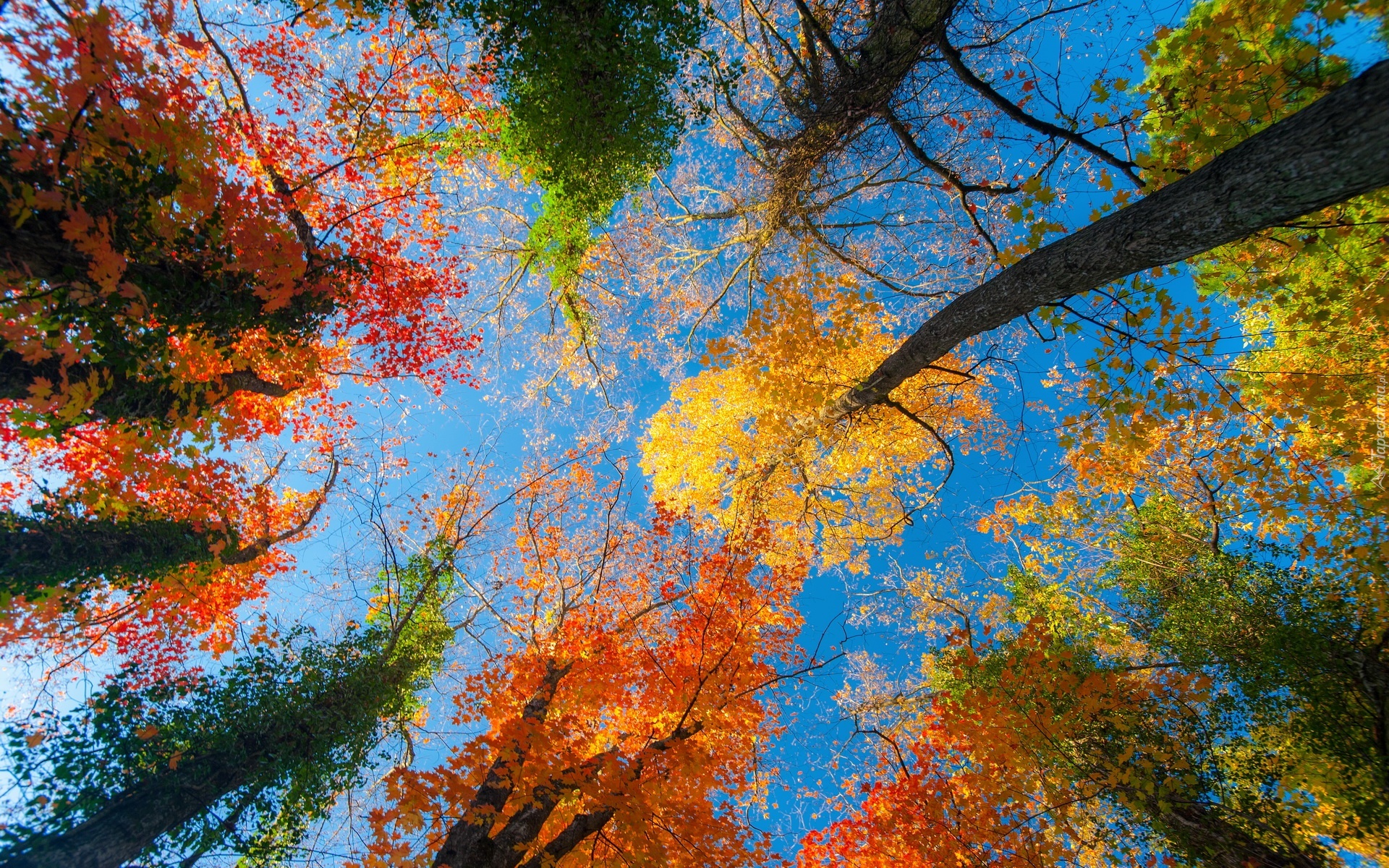 Jesień, Niebo, Wierzchołki, Drzew
