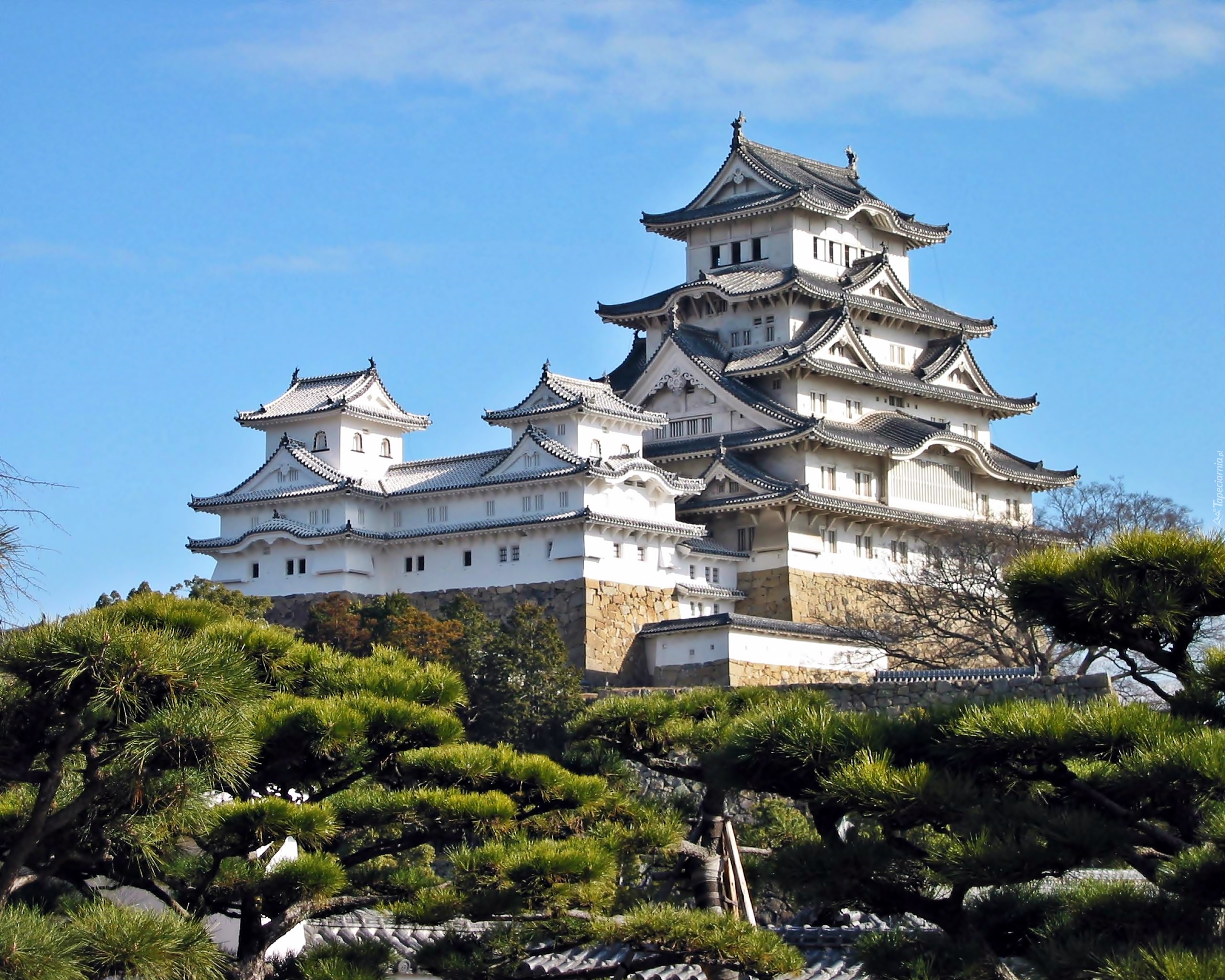 Zamek Himeji, Zamek Białej Czapli, Japonia, Sosny