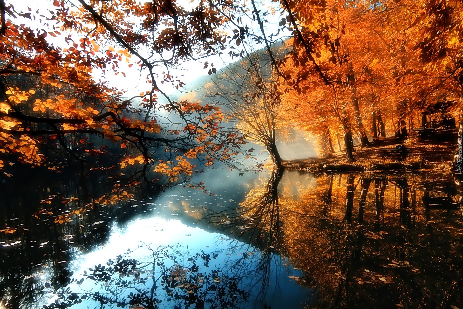 Jesień, Mgła, Rzeka, Drzewa