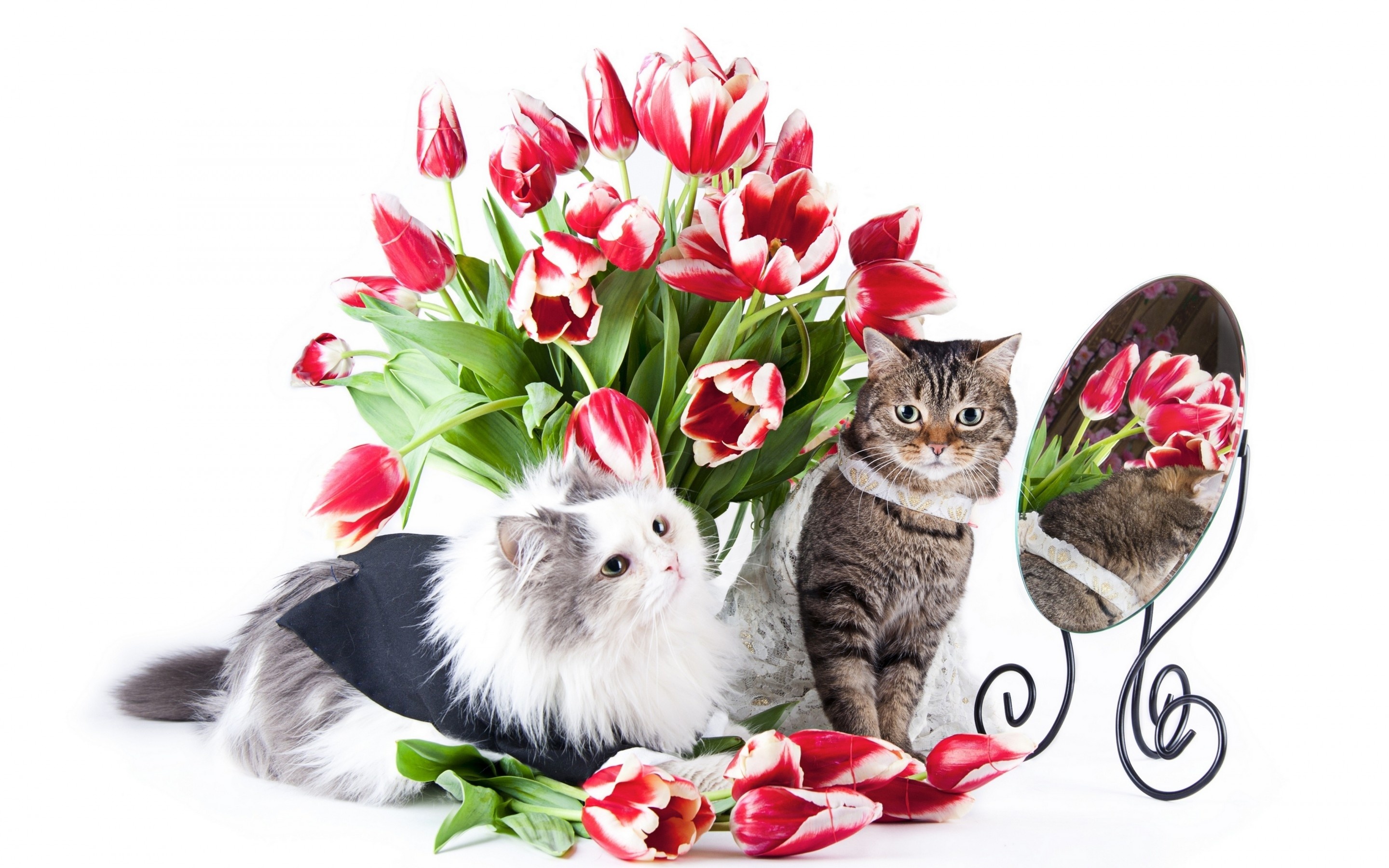 Koty, Lustro, Kwiaty, Bukiet Kwiatów