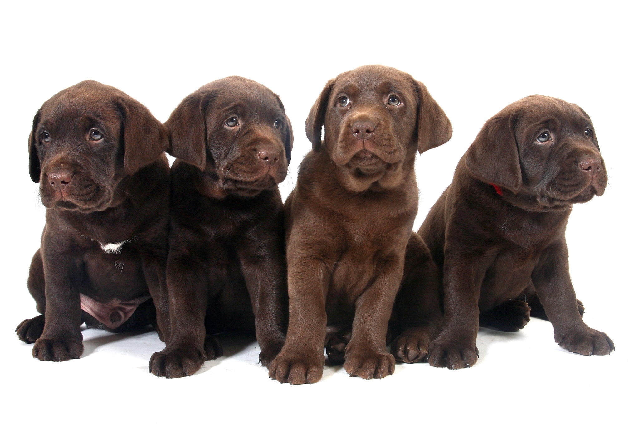 Szczeniaki, Słodkie, Psy, Labrador