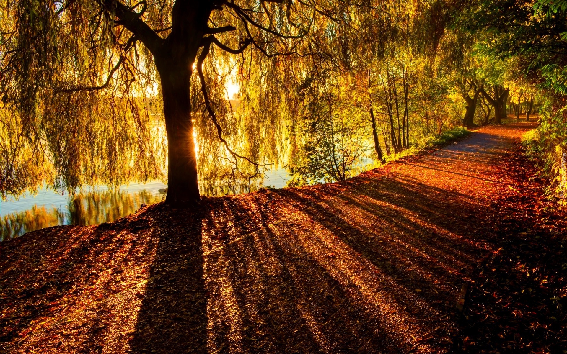Jesień, Droga, Drzewo, Przebijające światło, Park