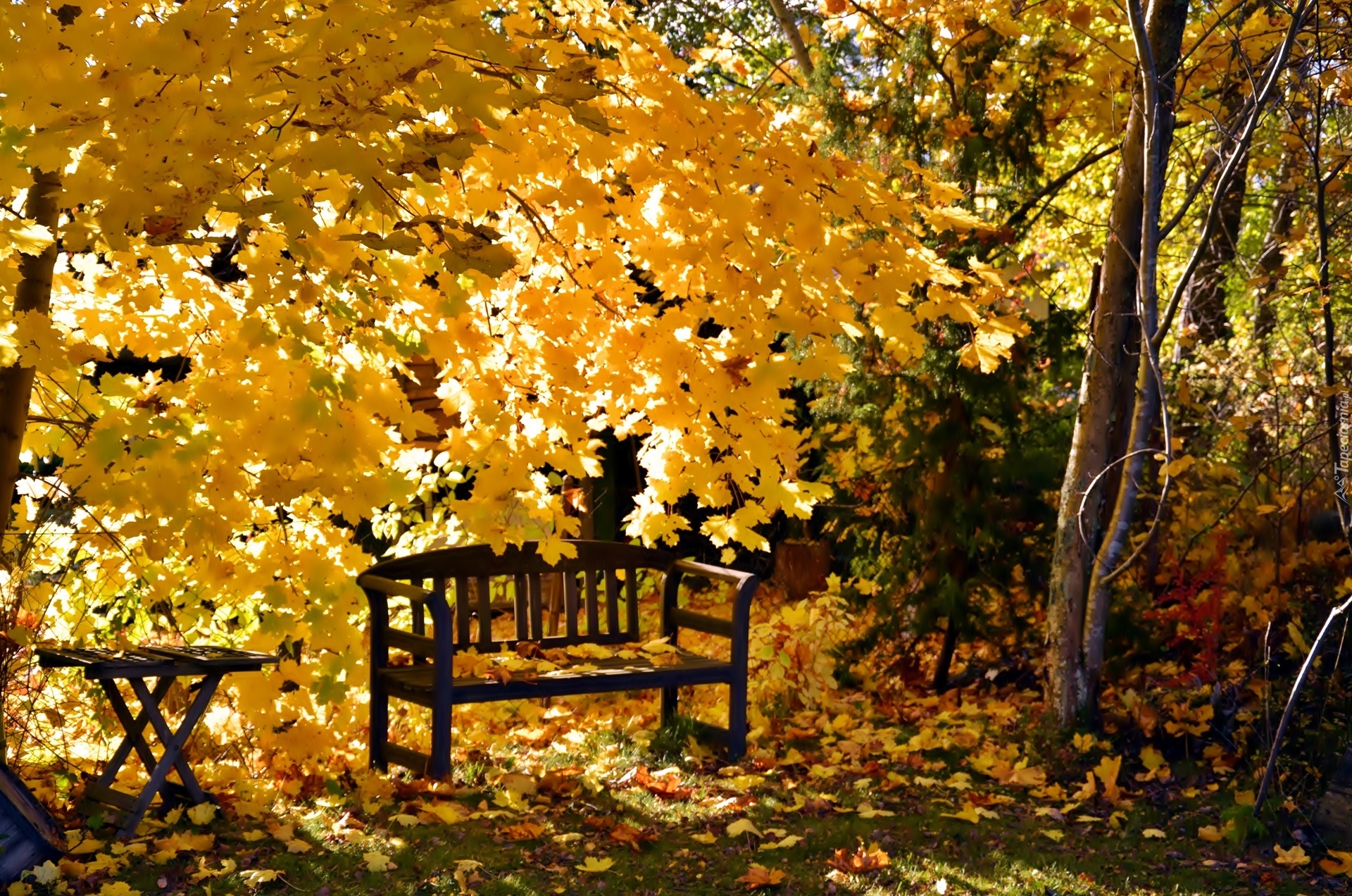 Park, Ławka, Żółte liście