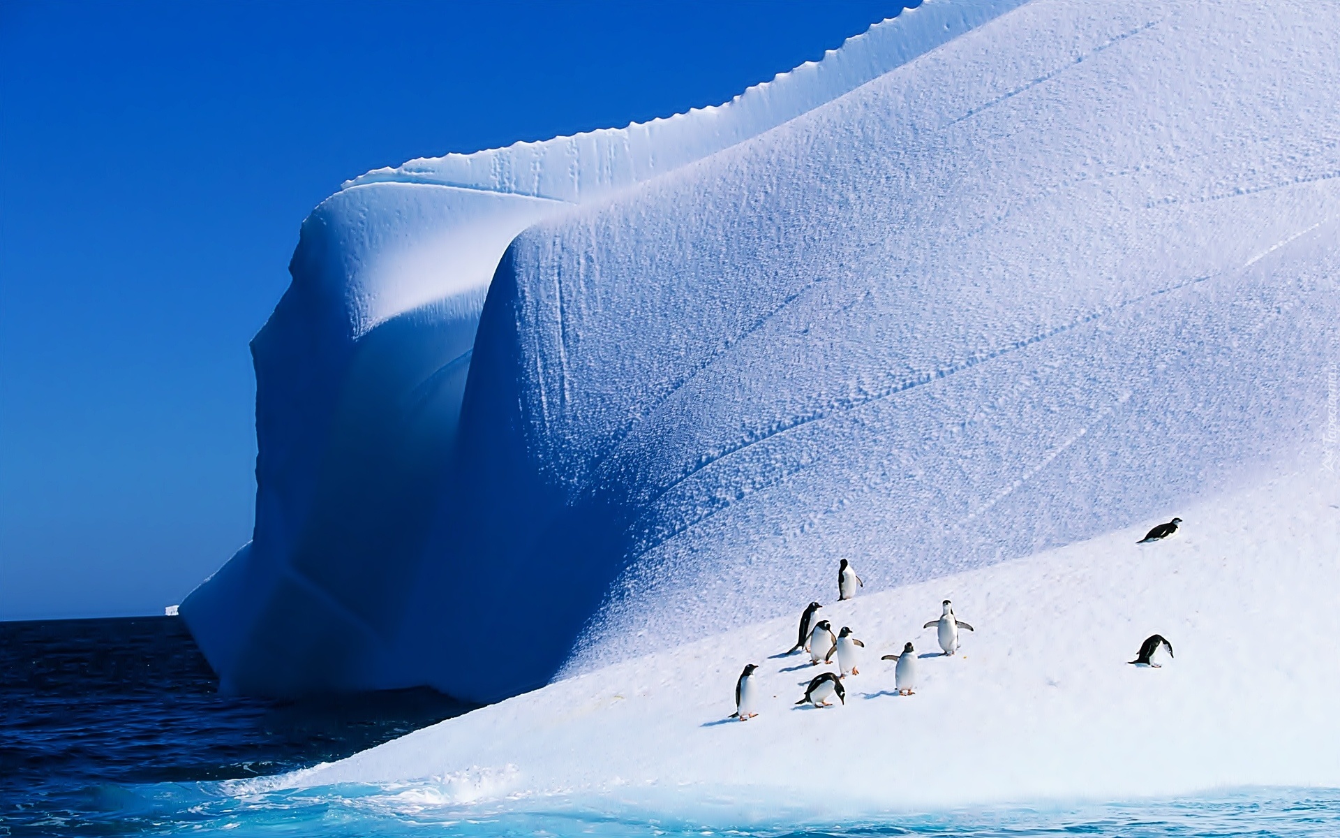 Pingwiny, Góra Lodowa, Ocean