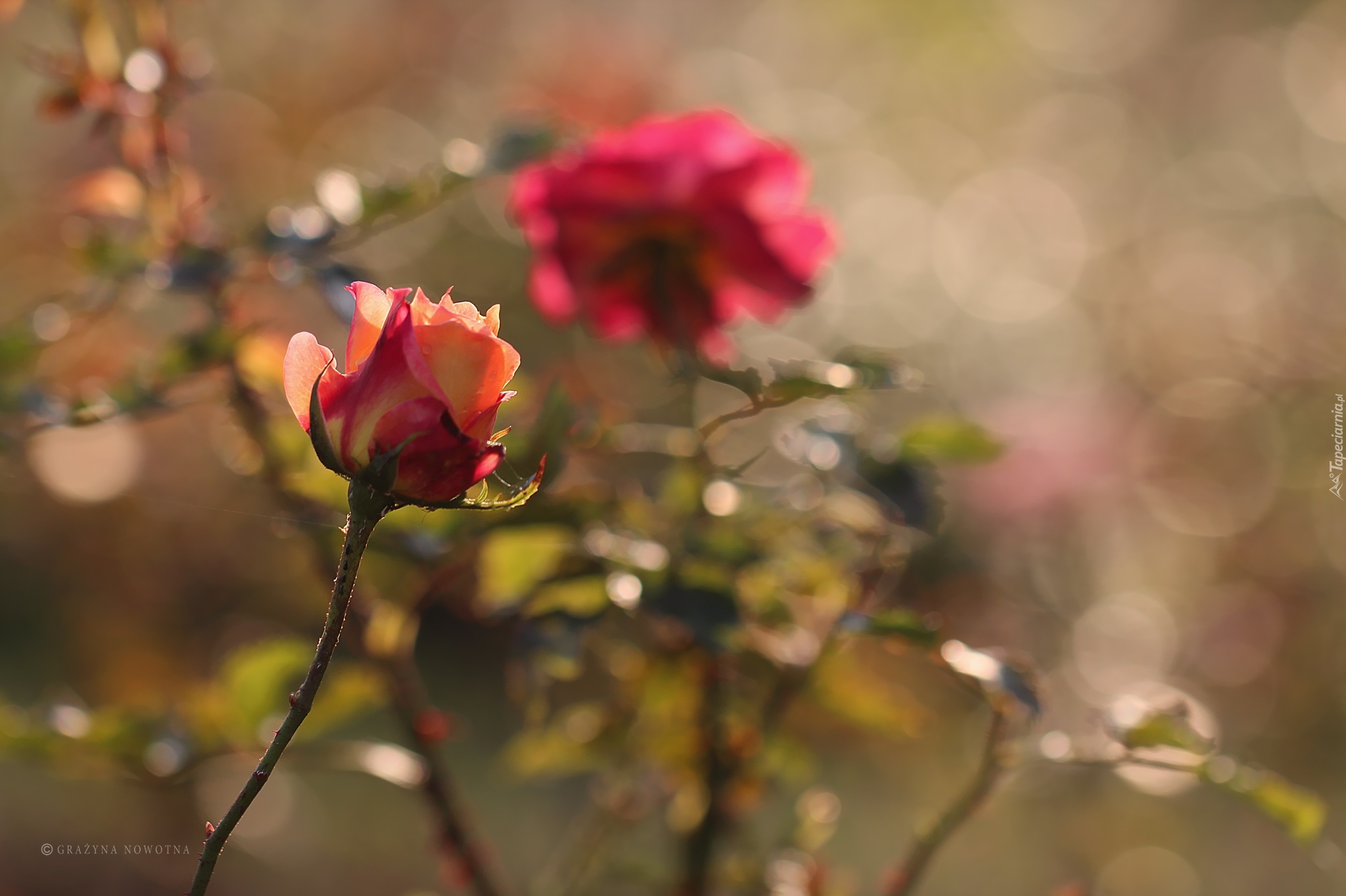 Róża, Herbaciana, Kwiat