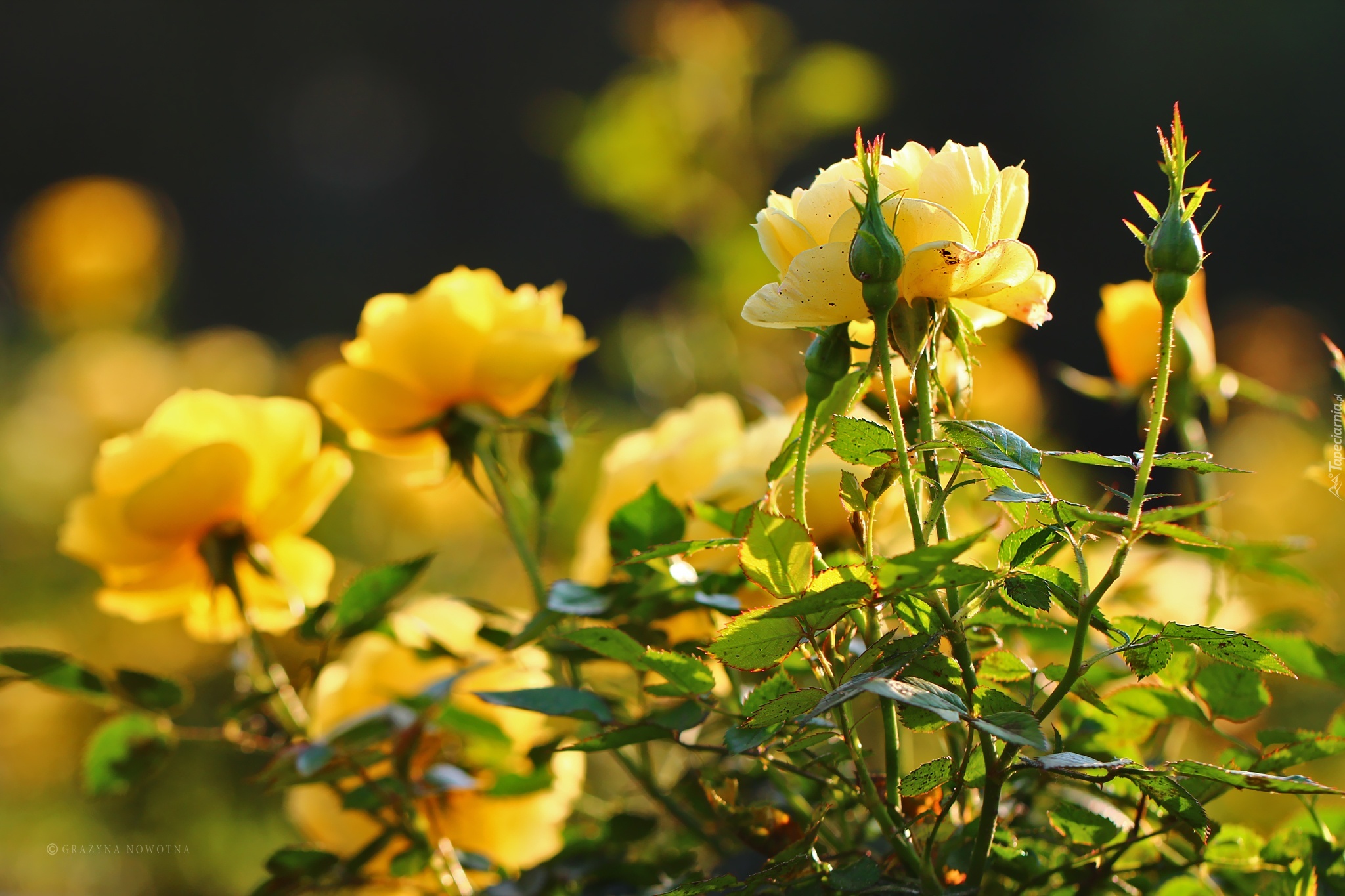 Żółte, Róże, Kwiaty