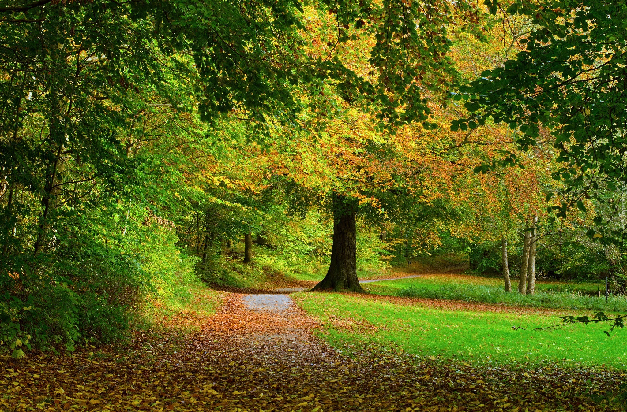 Jesień, Park, Droga, Drzewa