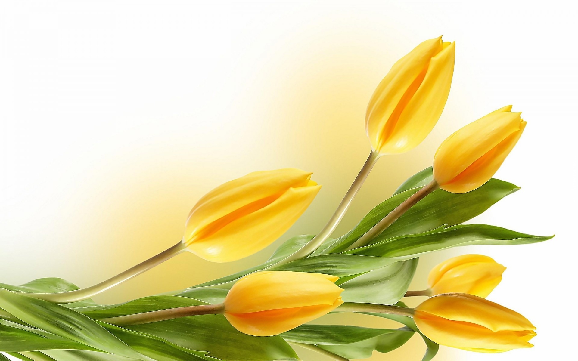 Kwiaty, Żółte, Tulipany