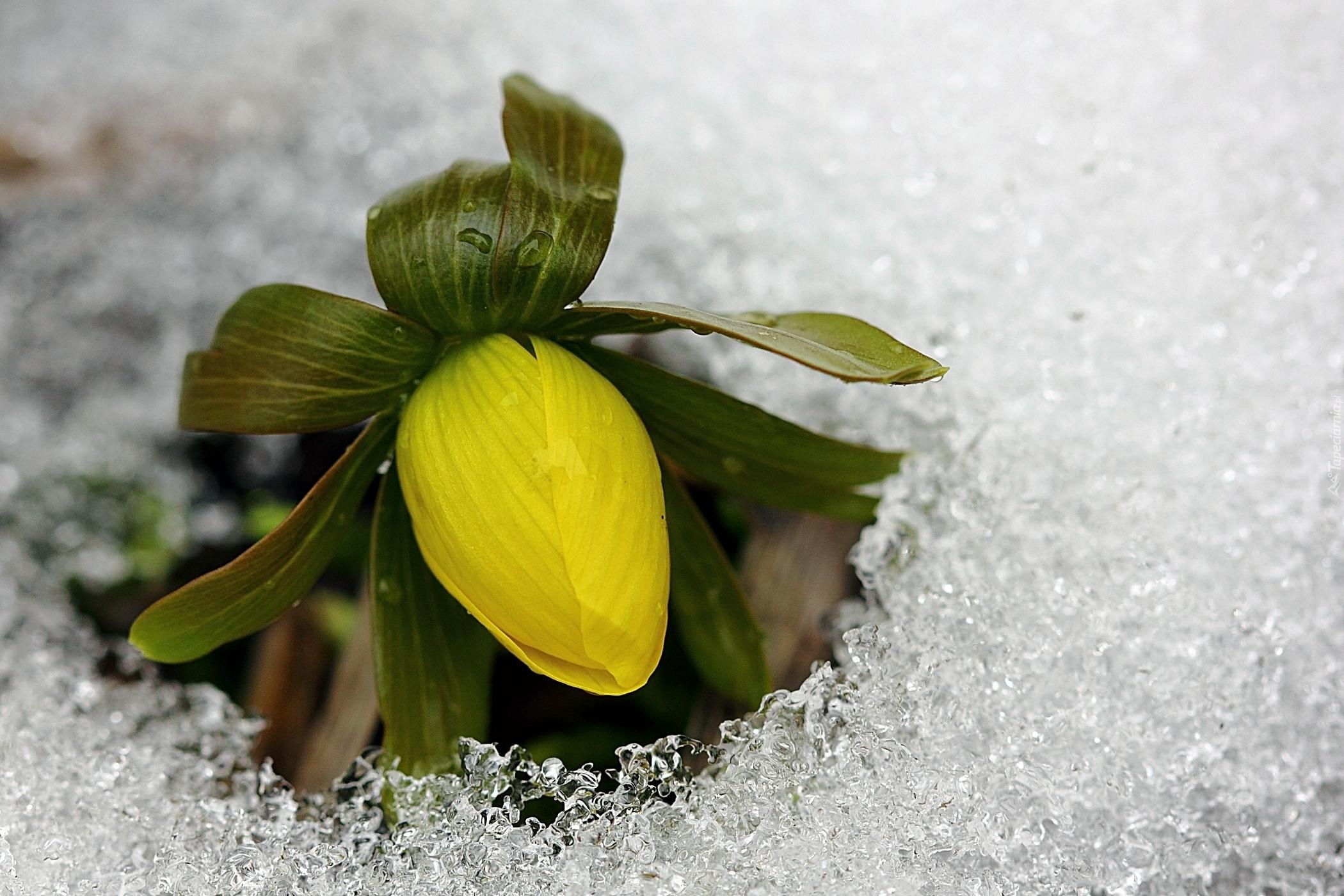 Kwiat, Śnieg, Lód, Liście