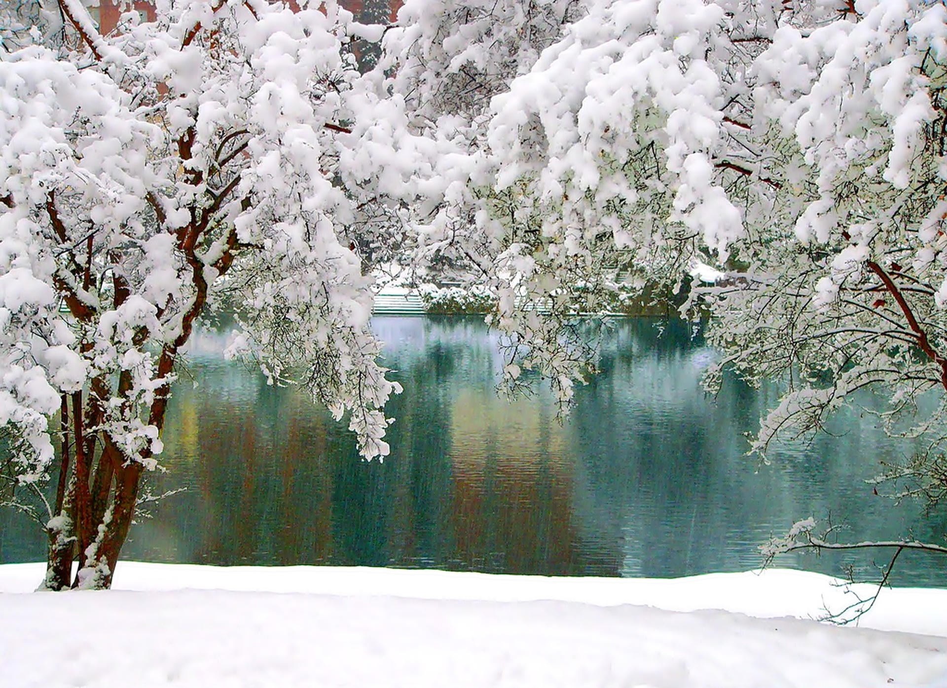 Zima, Jezioro, Ośnieżone, Drzewa