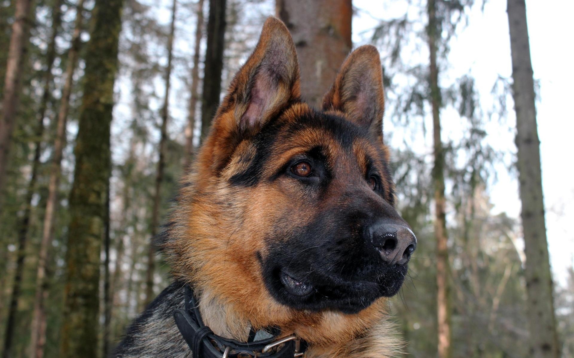 Pies, Owczarek niemiecki