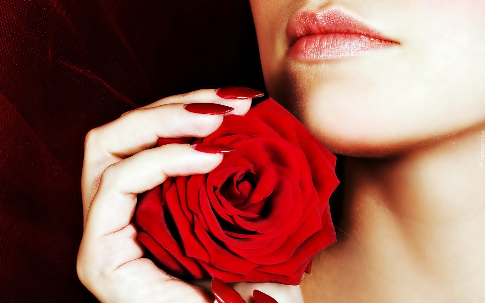 Kobieta, Dłoń, Róża