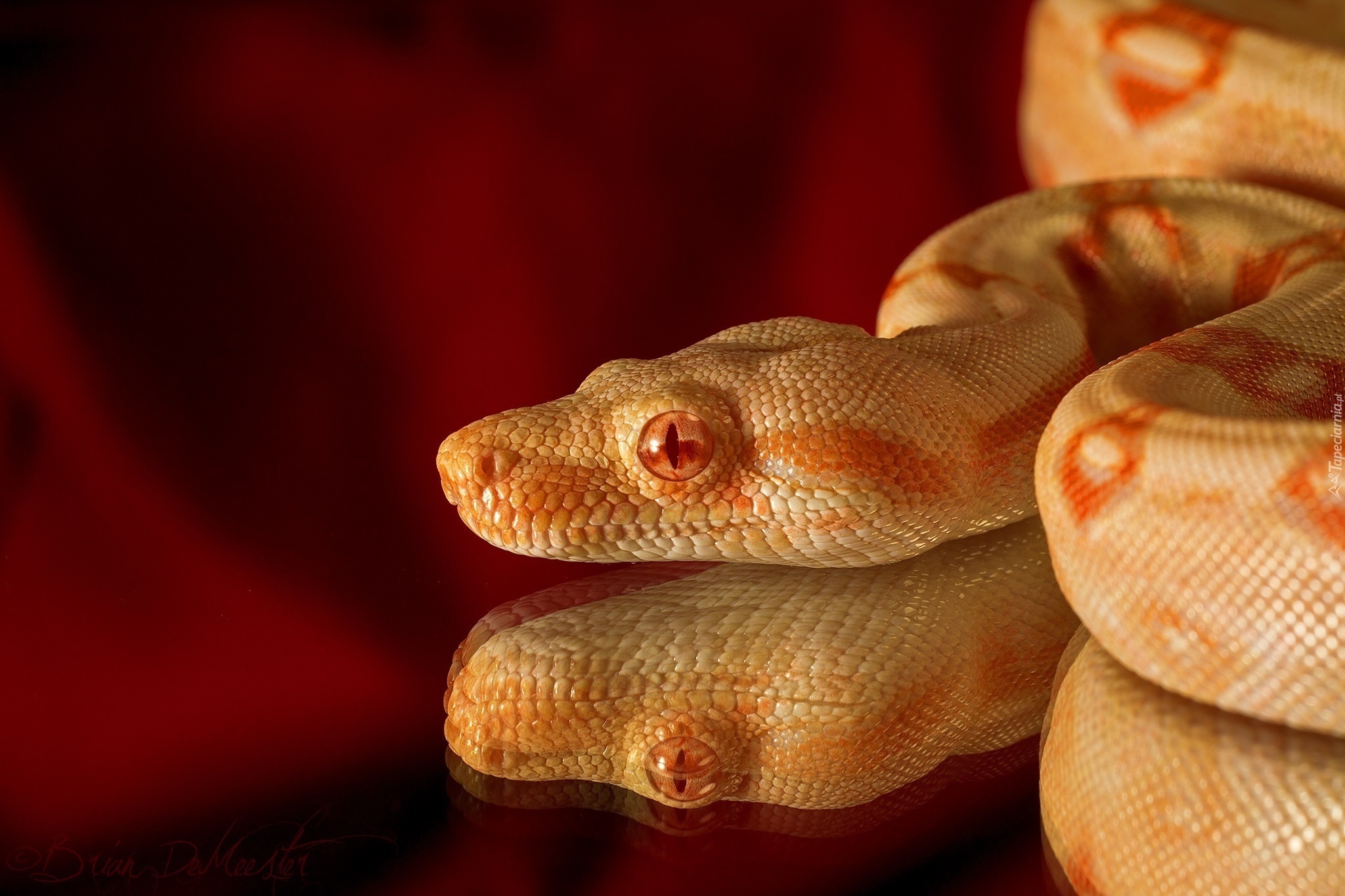 Wąż, Albinos, Pyton