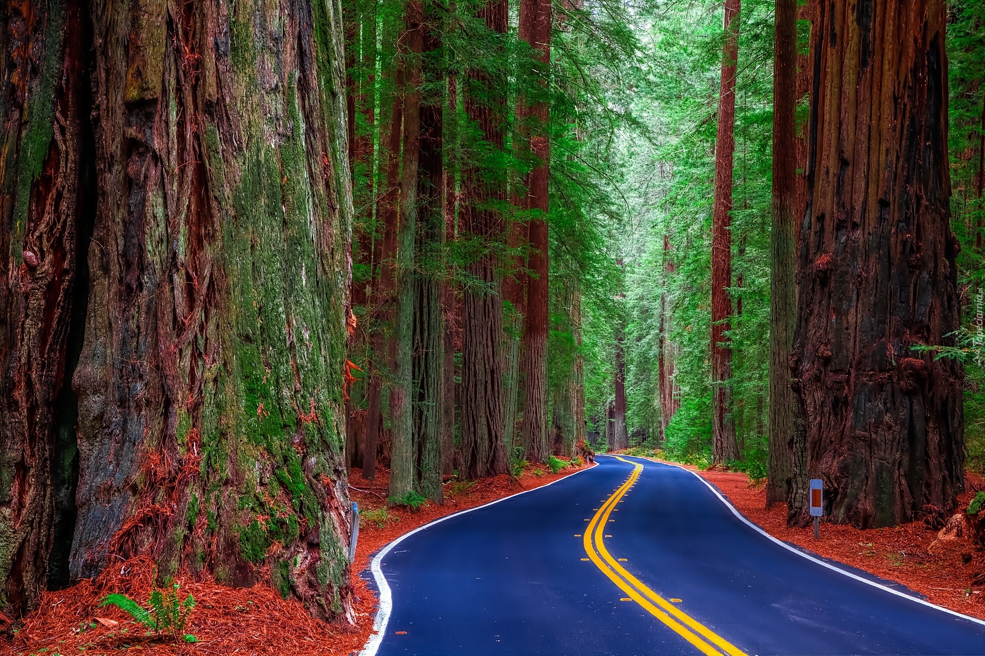 Stany Zjednoczone, Stan Kalifornia, Park Narodowy Redwood, Las, Drzewa, Sekwoje, Niebieska, Nawierzchnia