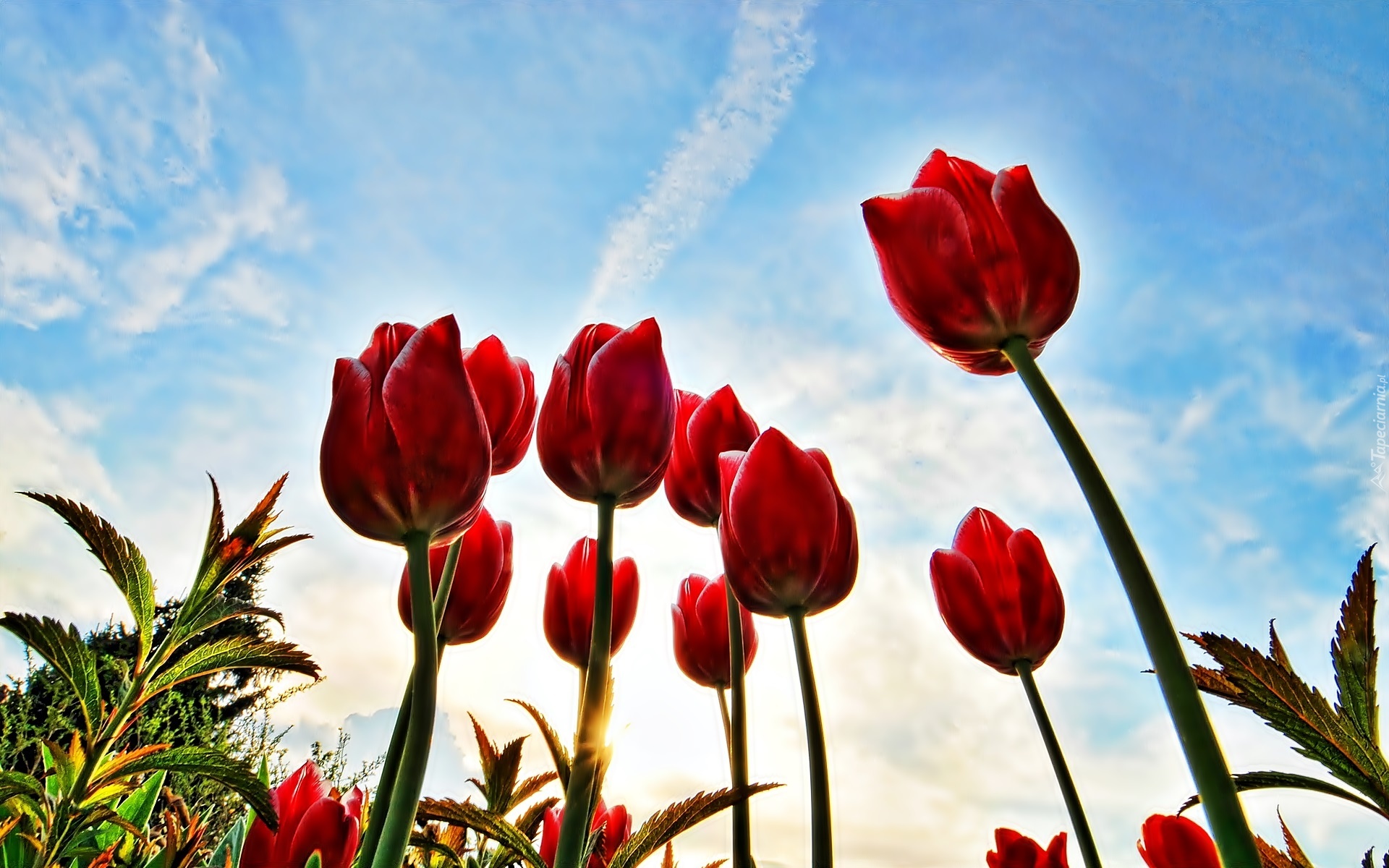 Czerwone, Tulipany, Na Tle, Nieba