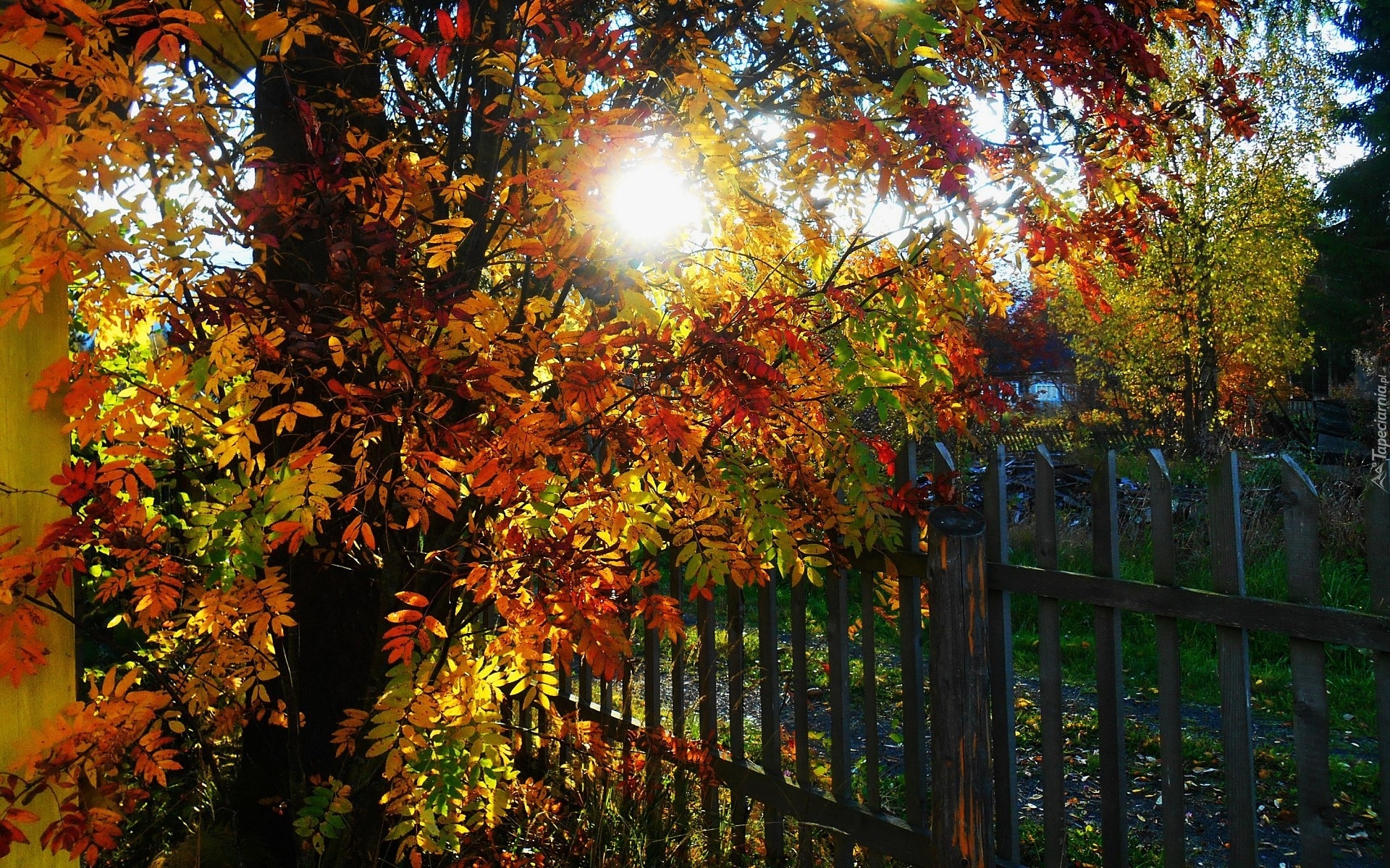Jesień, Ogród, Drzewo, Słońce