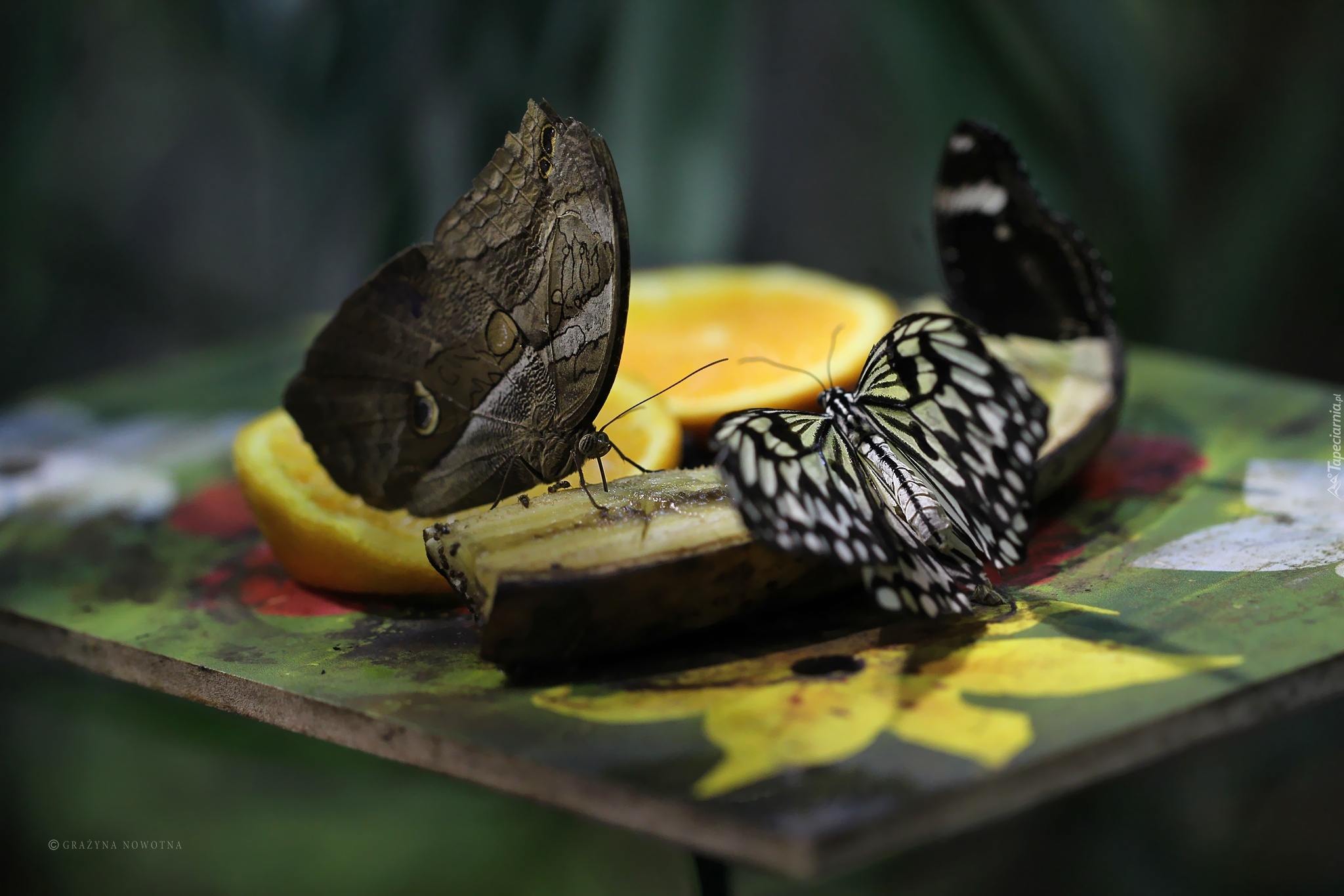 Motyle, Banan, Skrzydła
