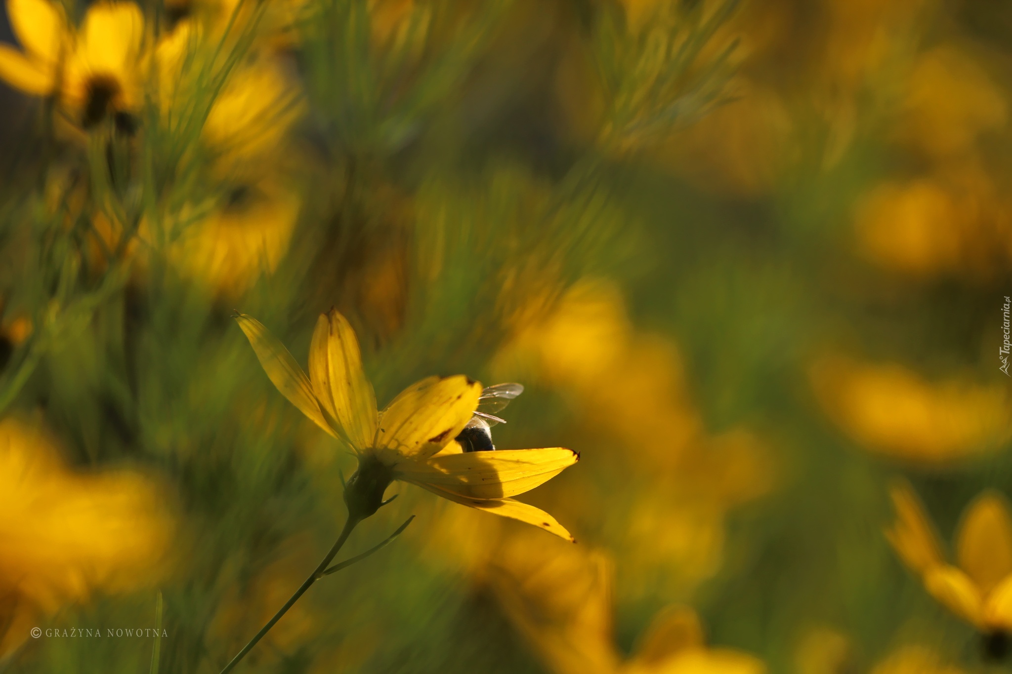 Żółte, Kwiaty, Lato