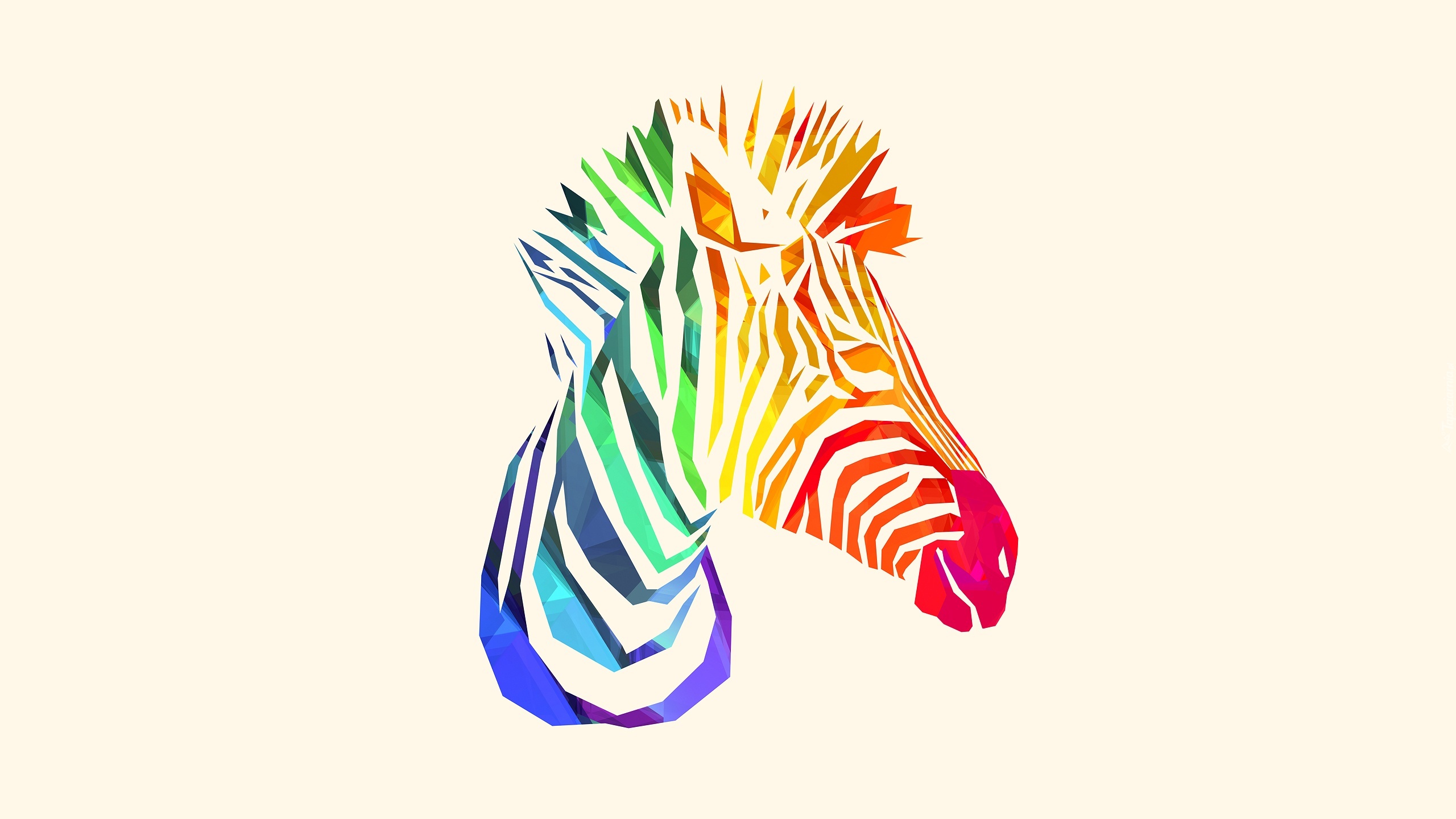 Kolorowa, Zebra