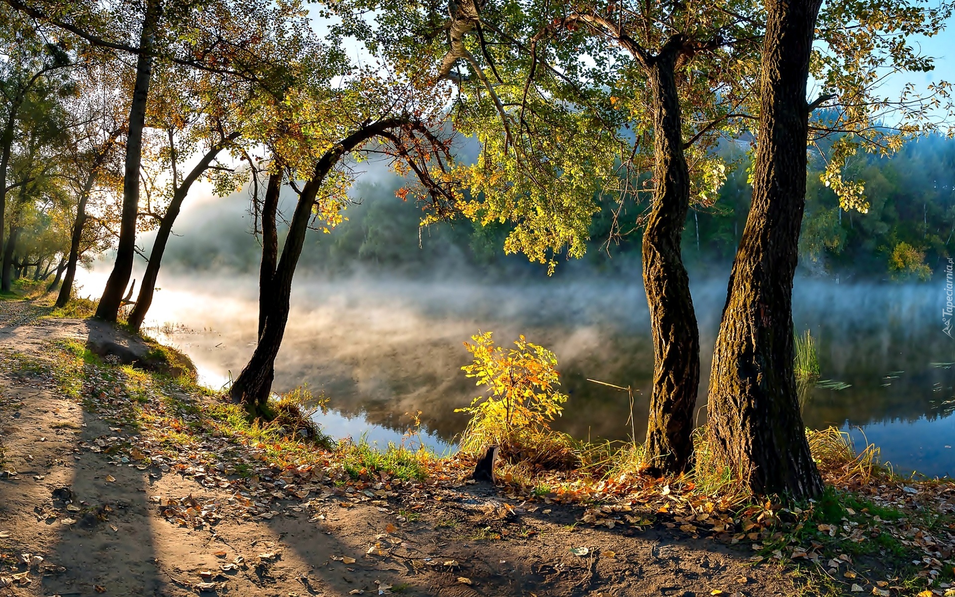 Rzeka, Brzeg, Drzewa, Jesień, Mgła