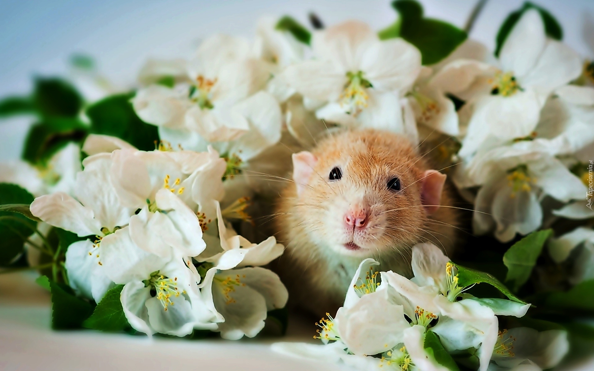 Szczur, Białe, Kwiaty, Jaśmin