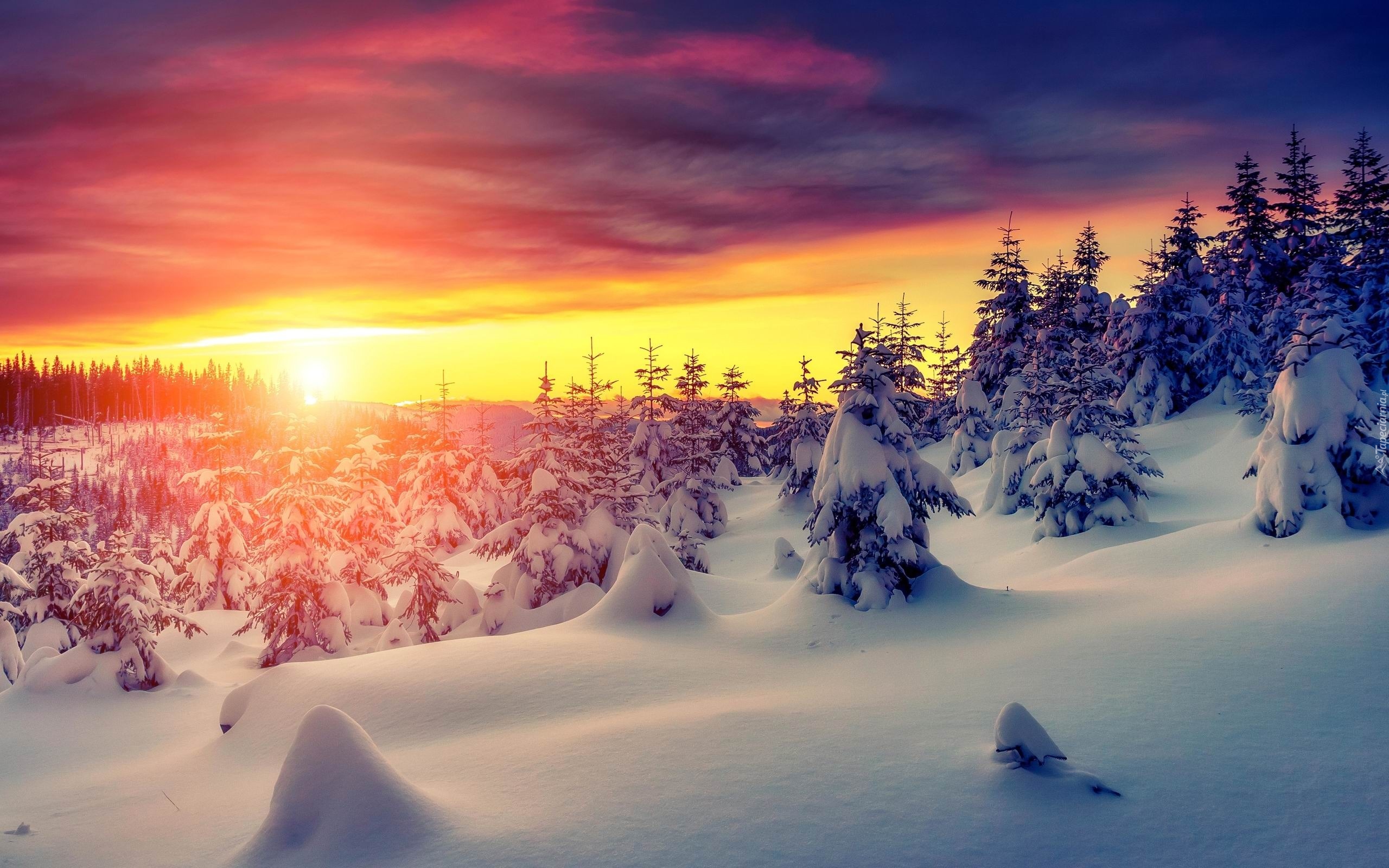 Zima, Śnieg, Drzewa, Zachód Słońca, Świerki