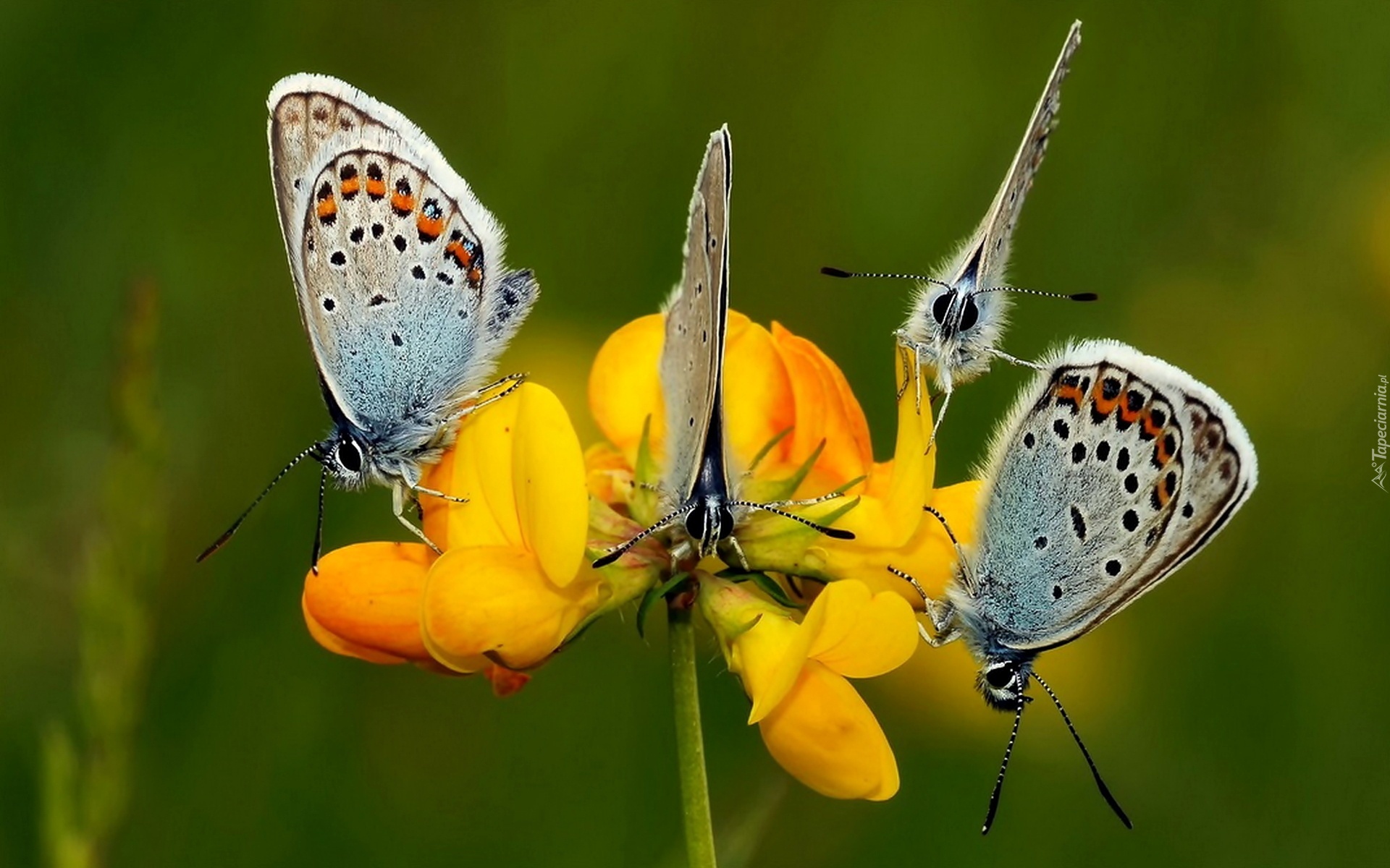 Motyle, Modraszki, Żółty, Kwiatek