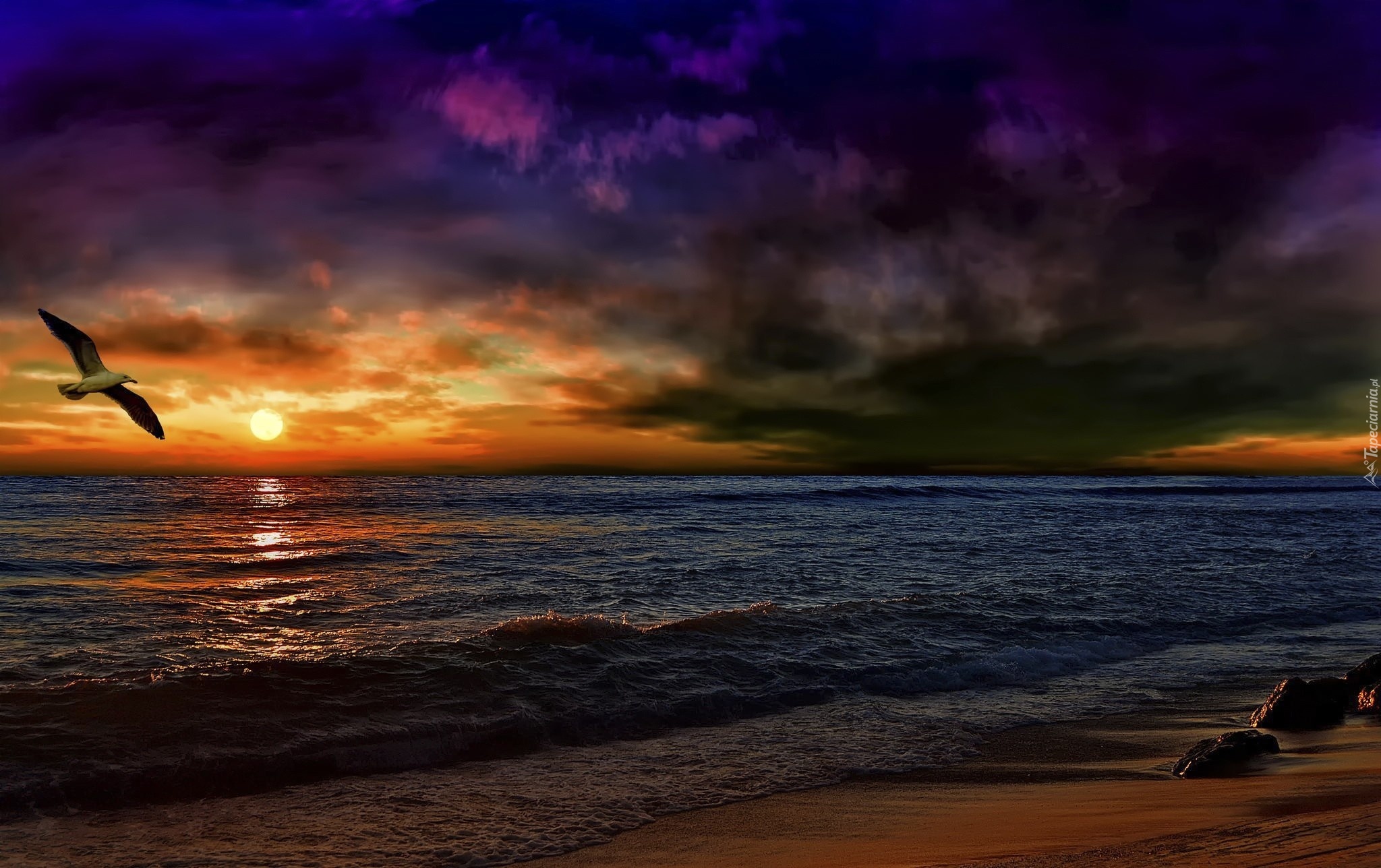Morze, Chmury, Mewa Zachód słońca