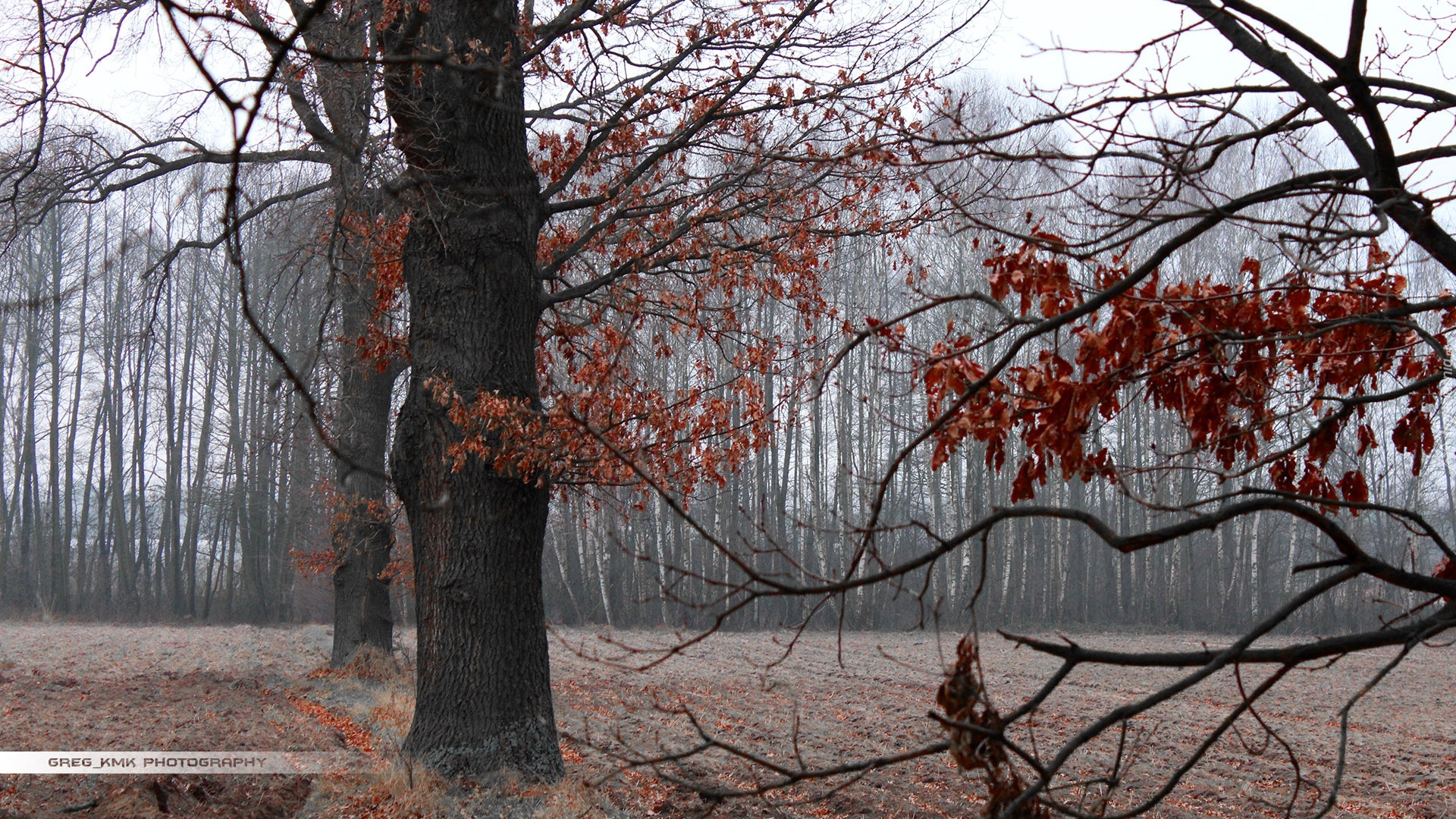 Drzewa, Pole, Jesień, Zima