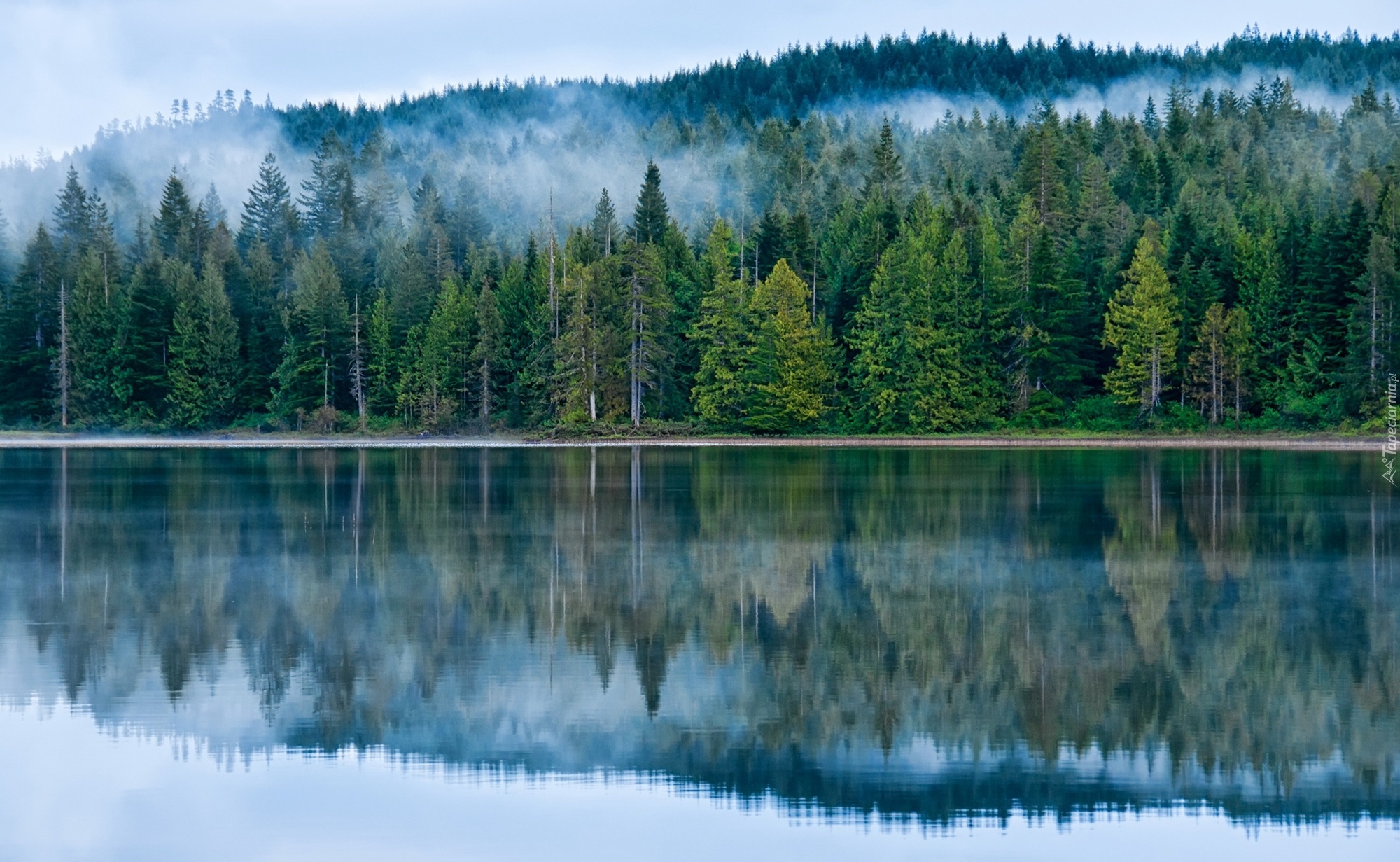 Jezioro, Las, Drzewa, Mgła