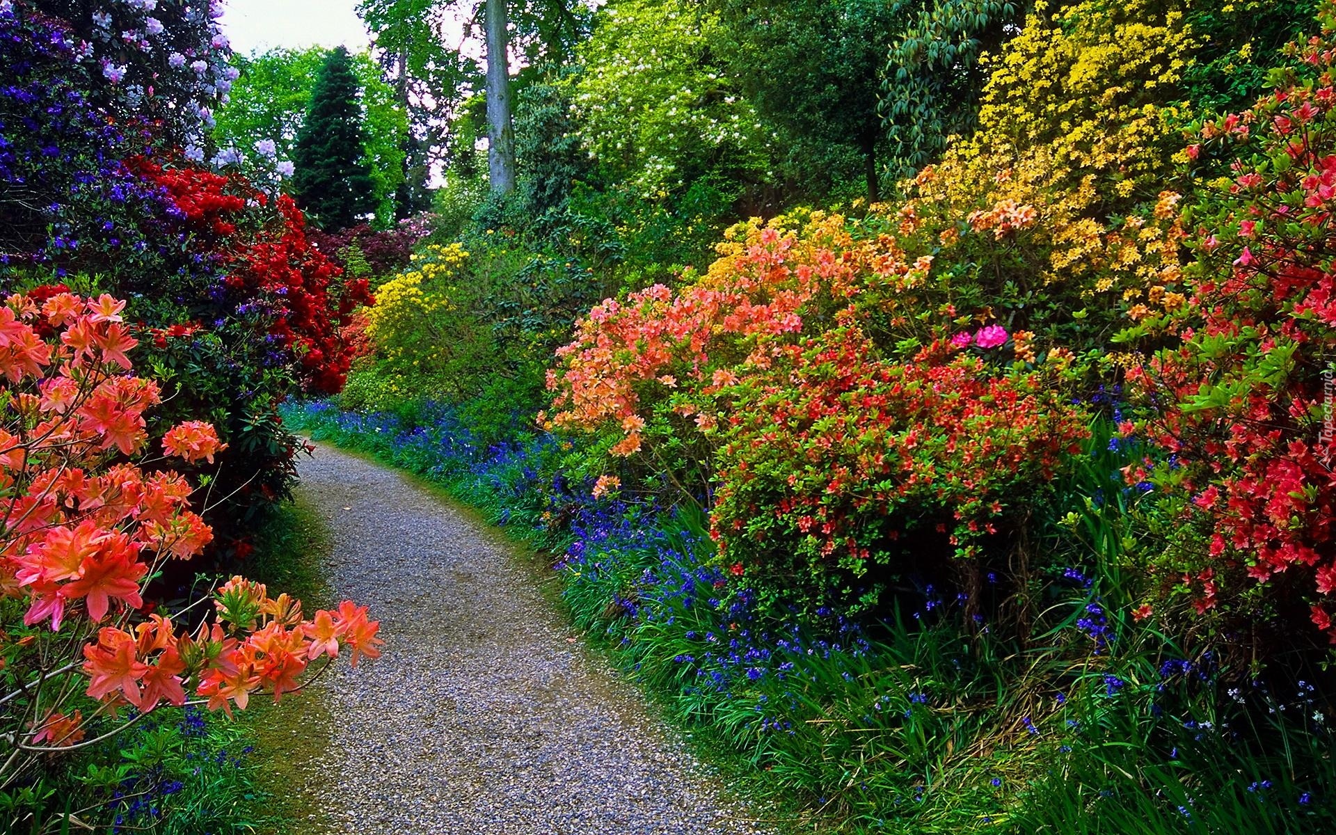 Ogród, Kwiaty, Dróżka