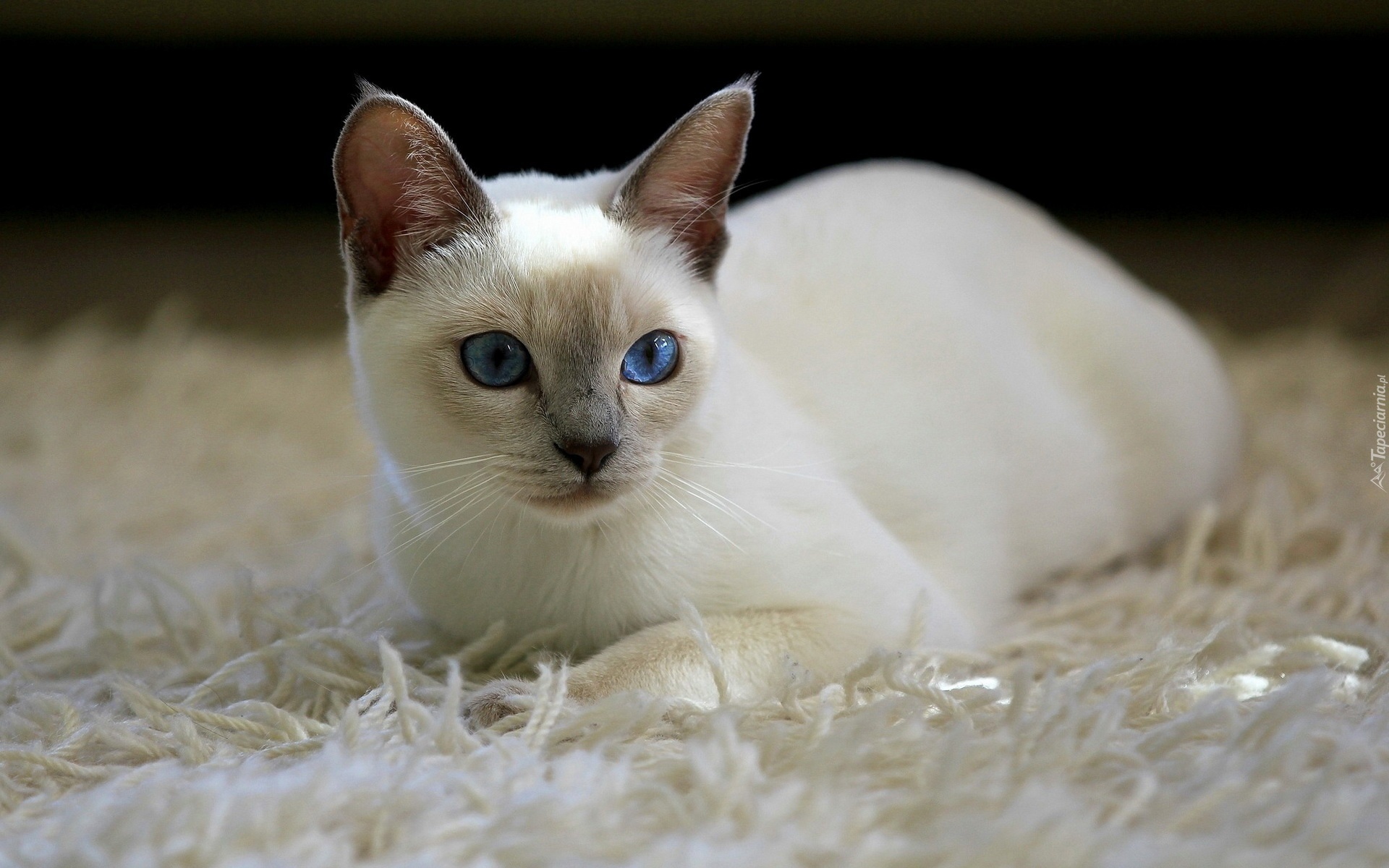 Biały, Kotek, Niebieskie, Oczy