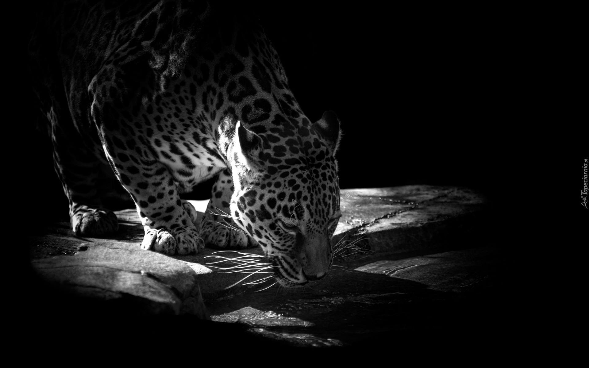 Jaguar, Czarno-Białe