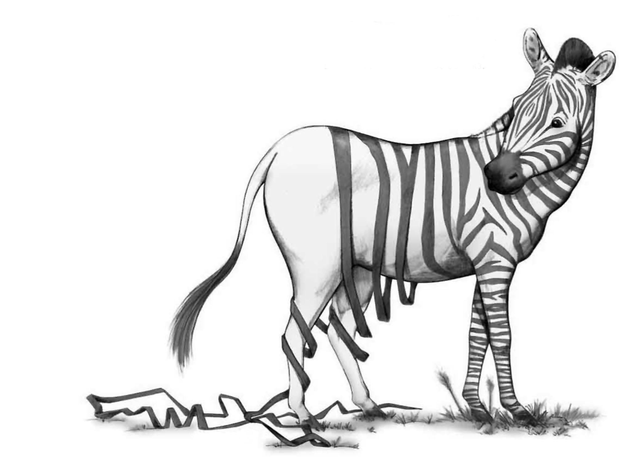 Śmieszne, Zebra