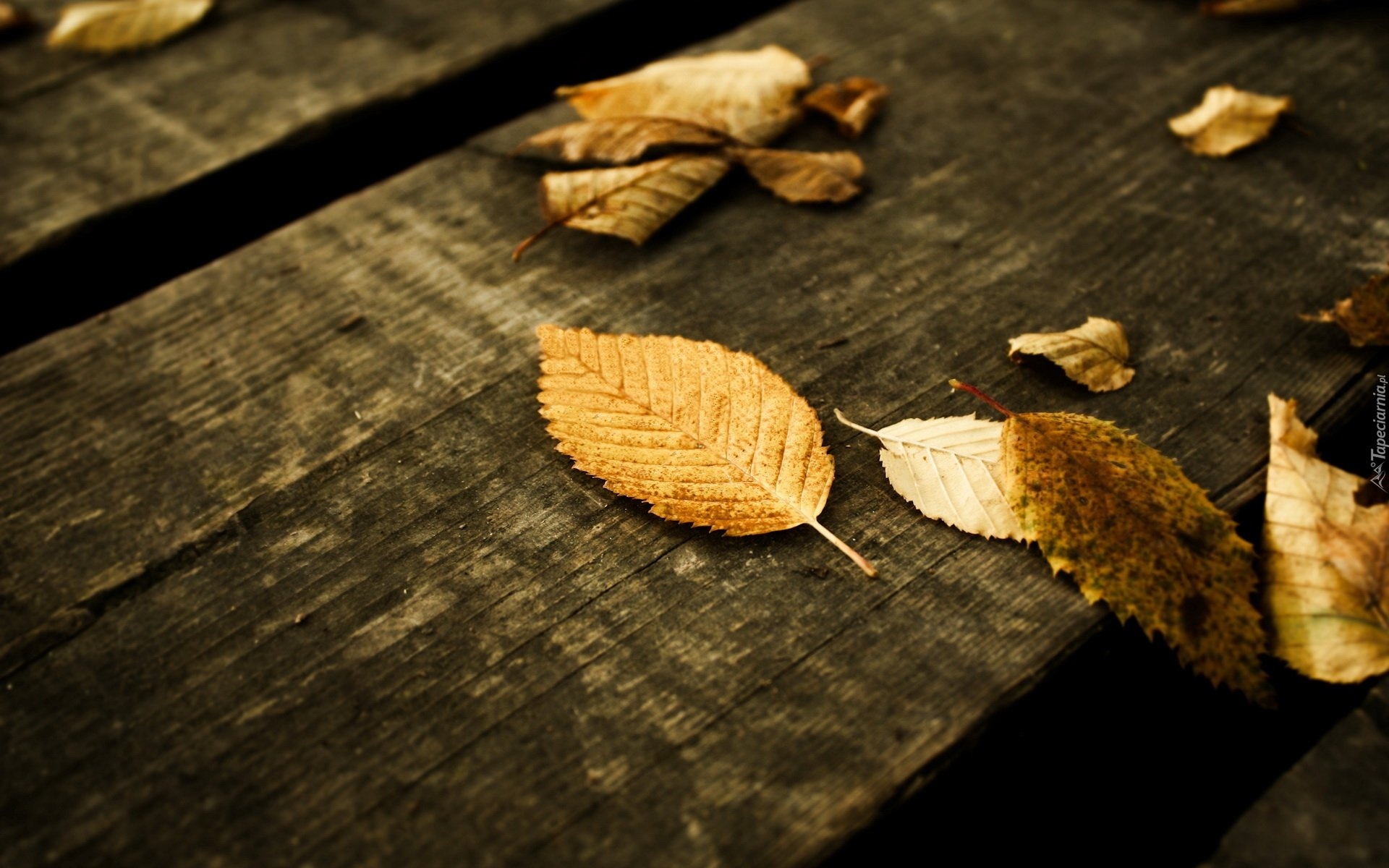 Jesień, Liście, Drewno