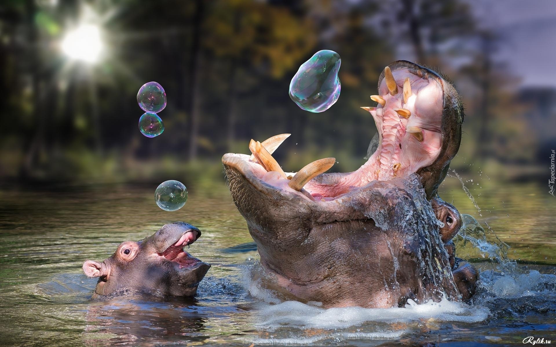 Hipopotamy, Bańki