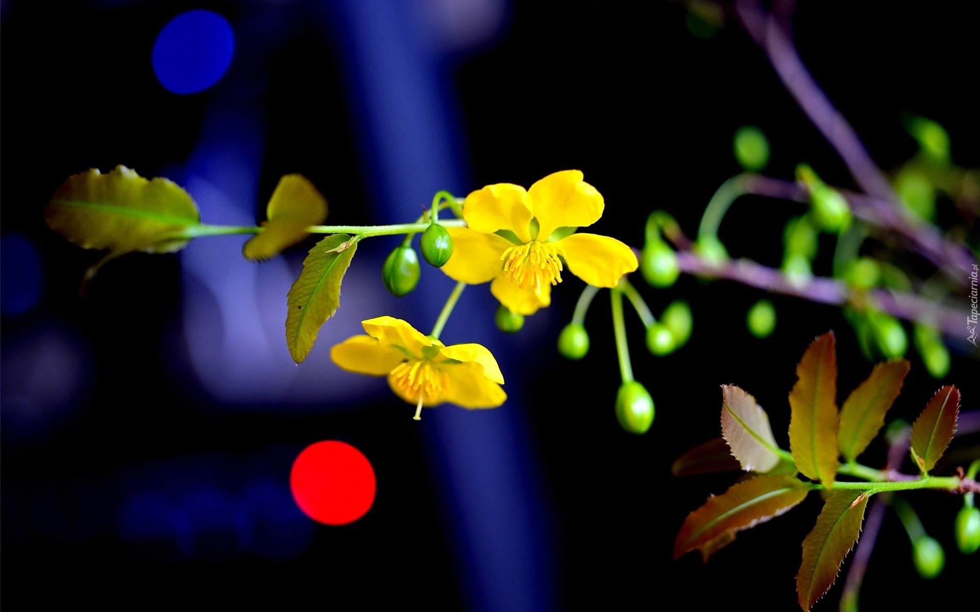 Żółte, Kwiaty, Gałązka