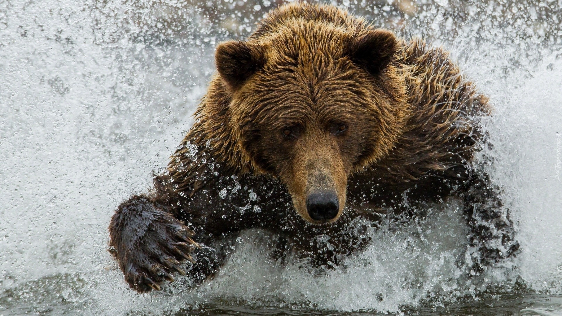 Niedźwiedź, Woda