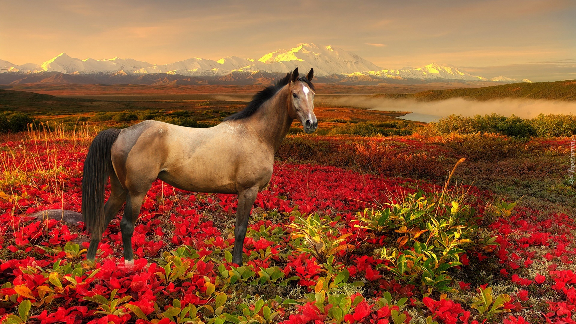 Koń, Kwiaty, Góry