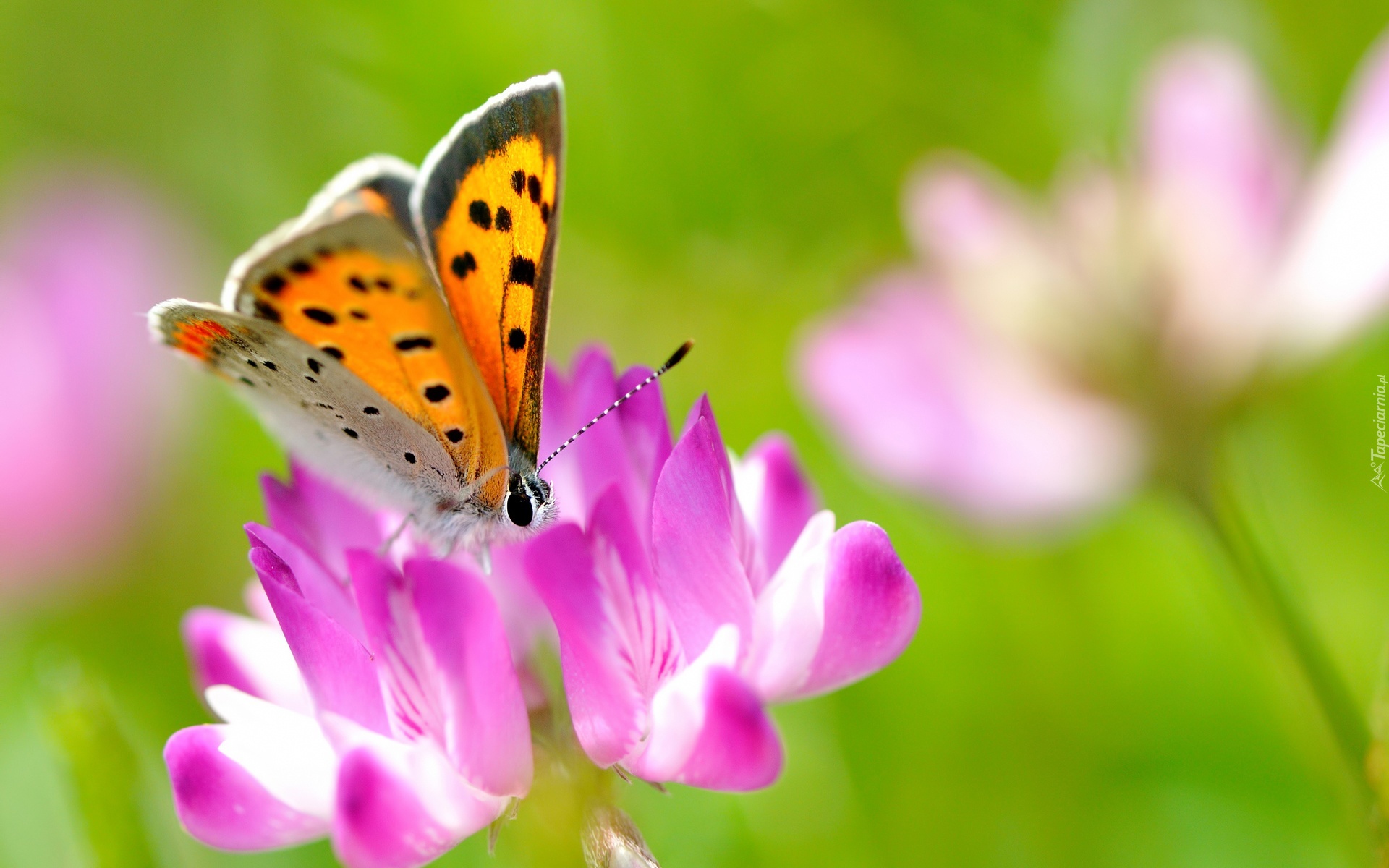 Owad, Motyl, Kwiat