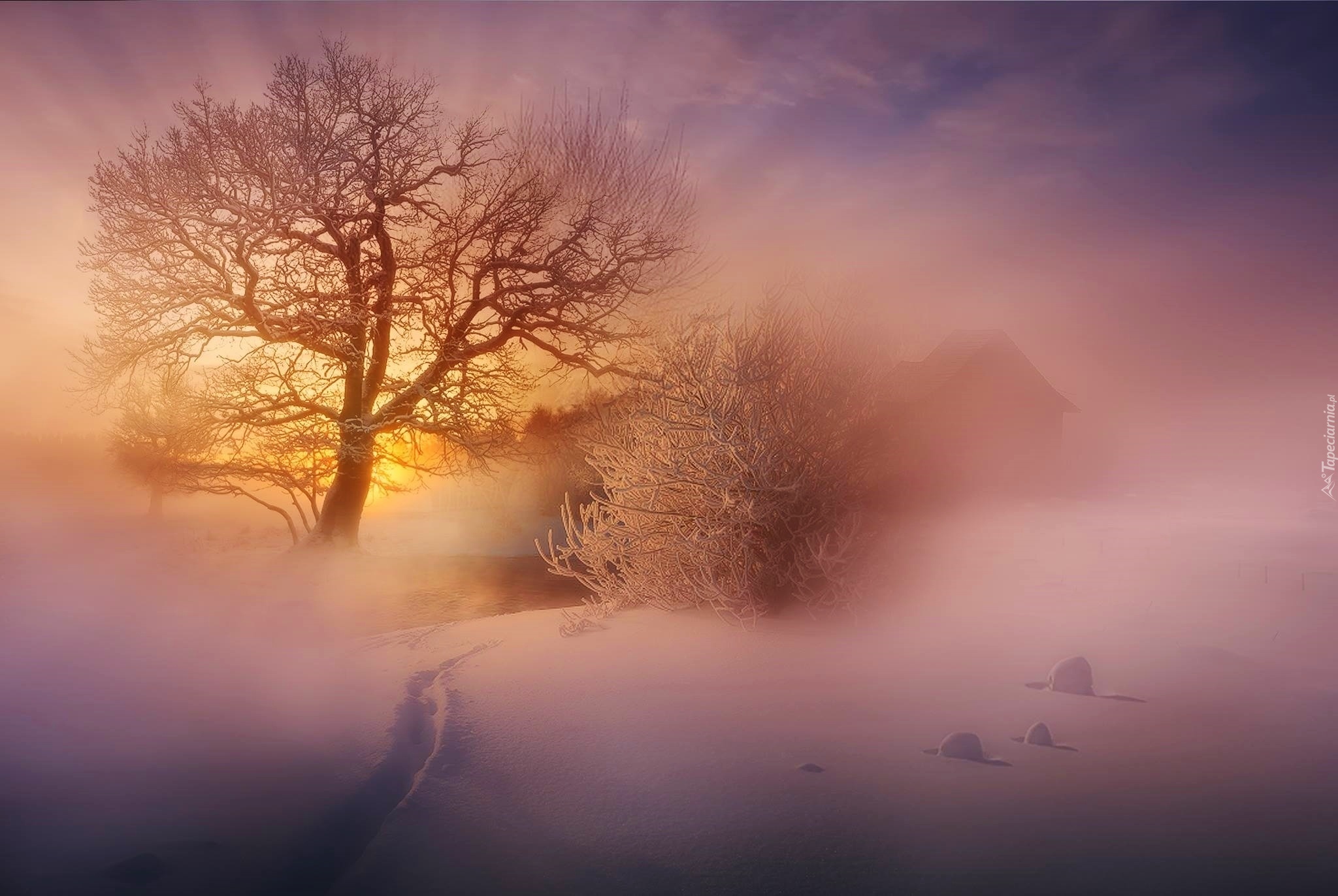 Wschód Słońca, Drzewo, Śnieg, Mgła