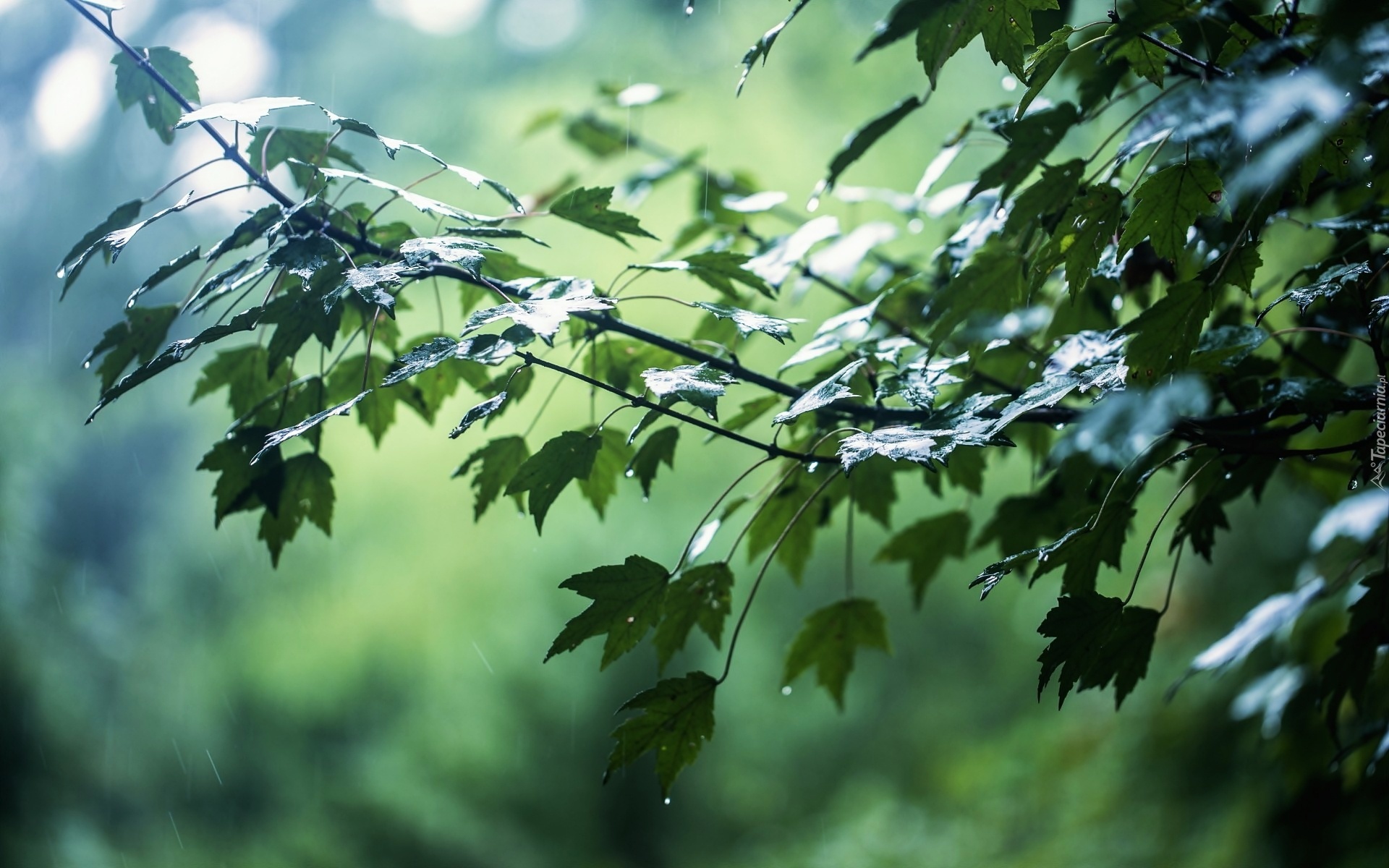 Gałęzie, Liście, Deszcz