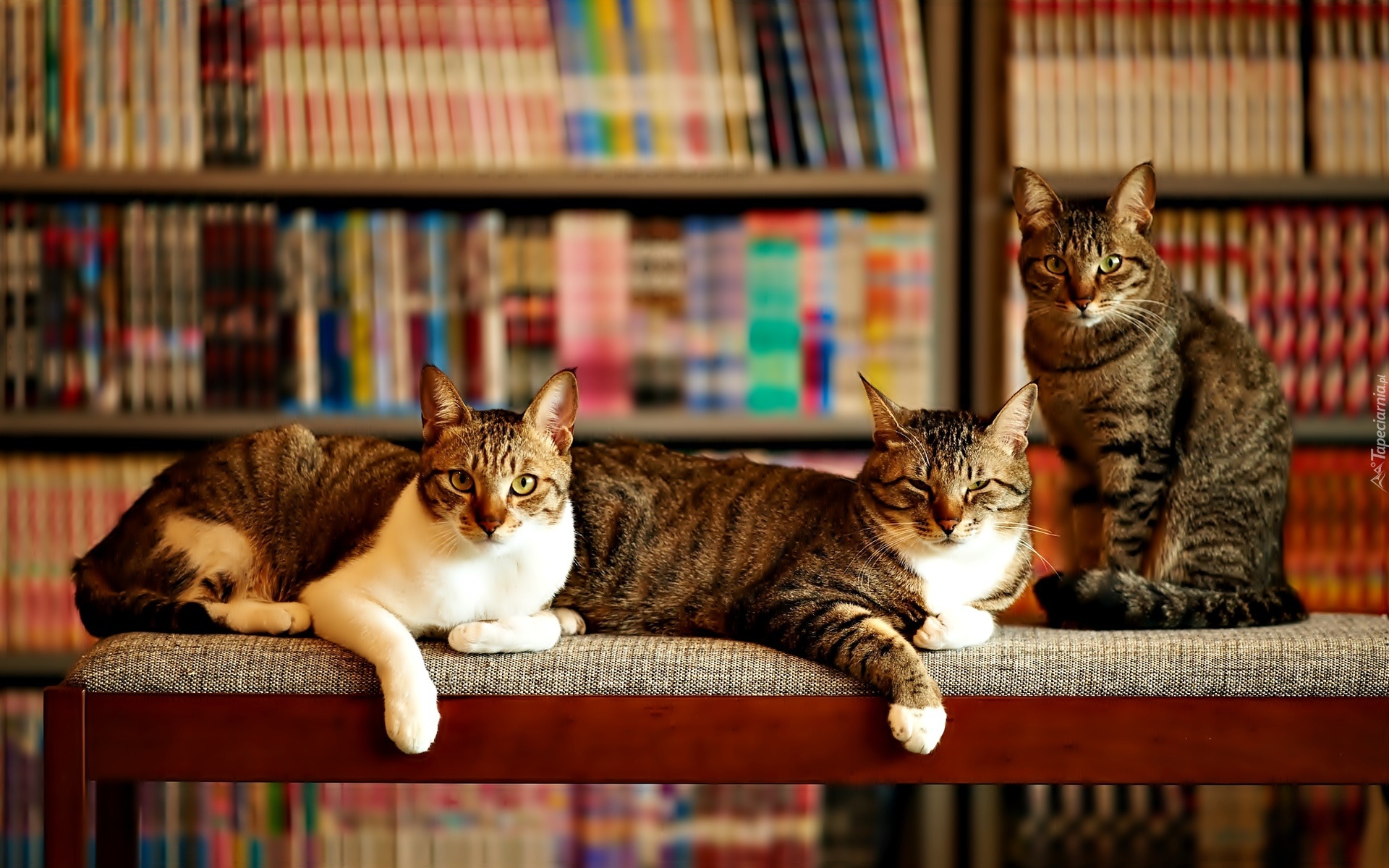 Trzy, Koty, Regał, Książki