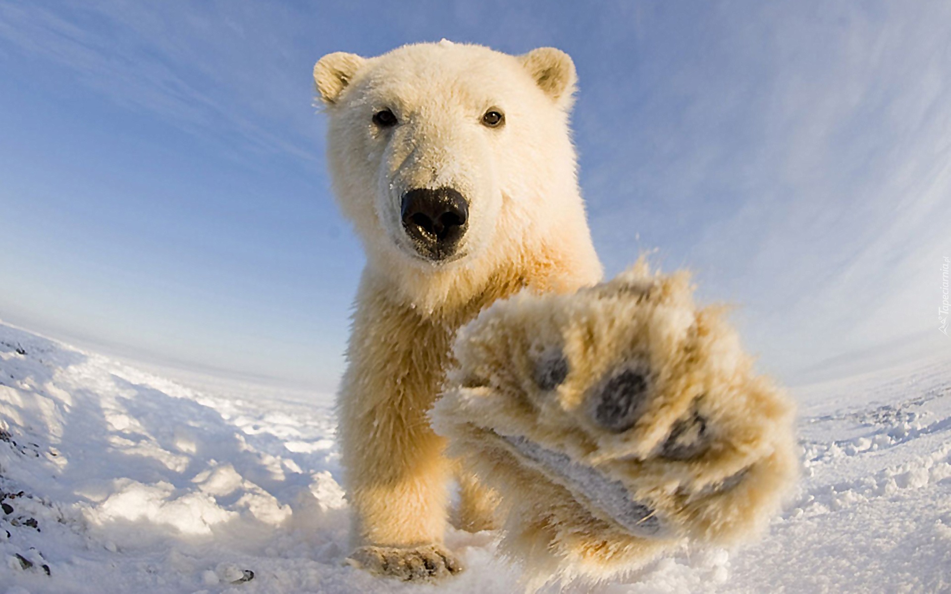 Niedźwiedź Polarny, Łapa