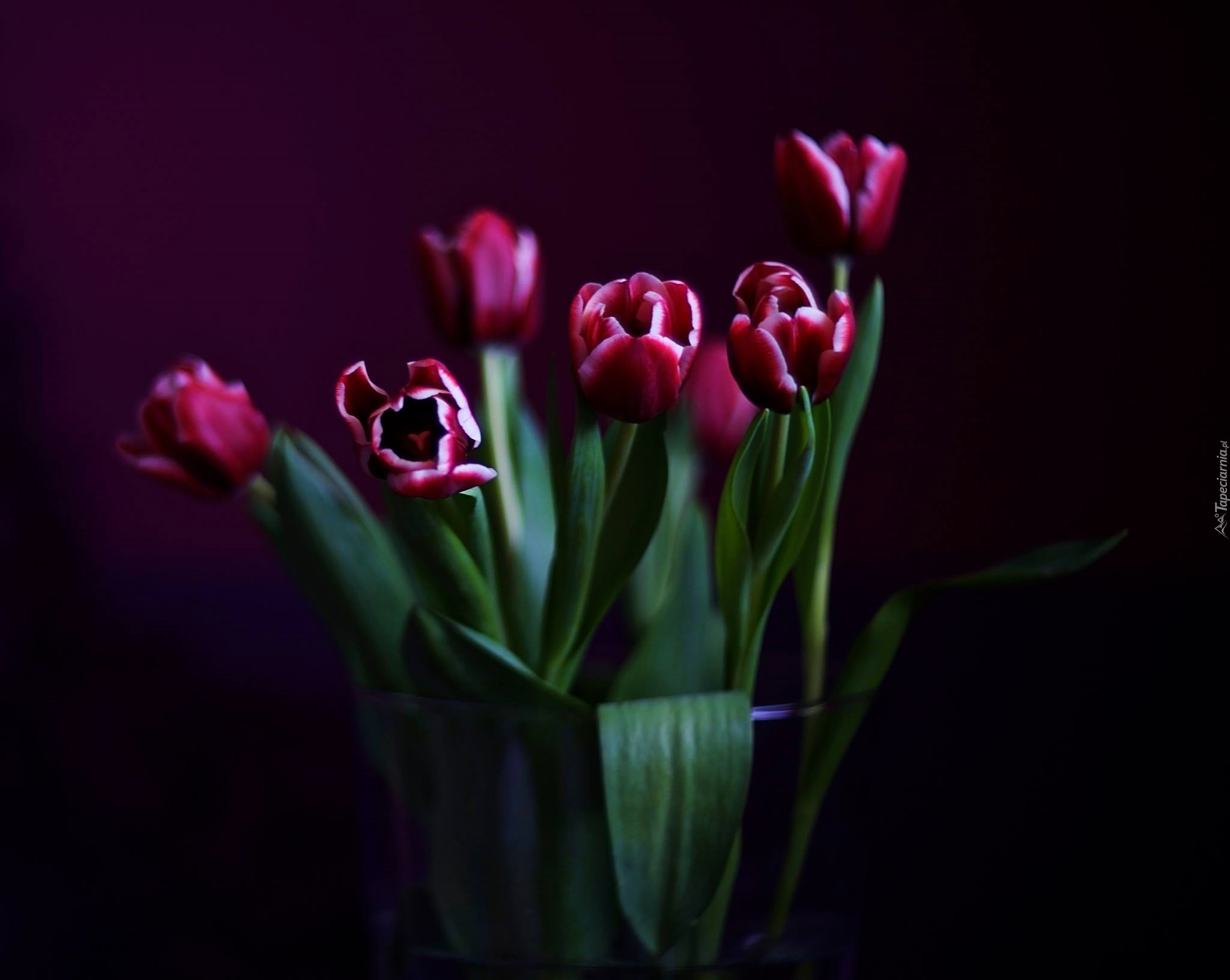 Tulipany, Wazon, Czarne,Tło