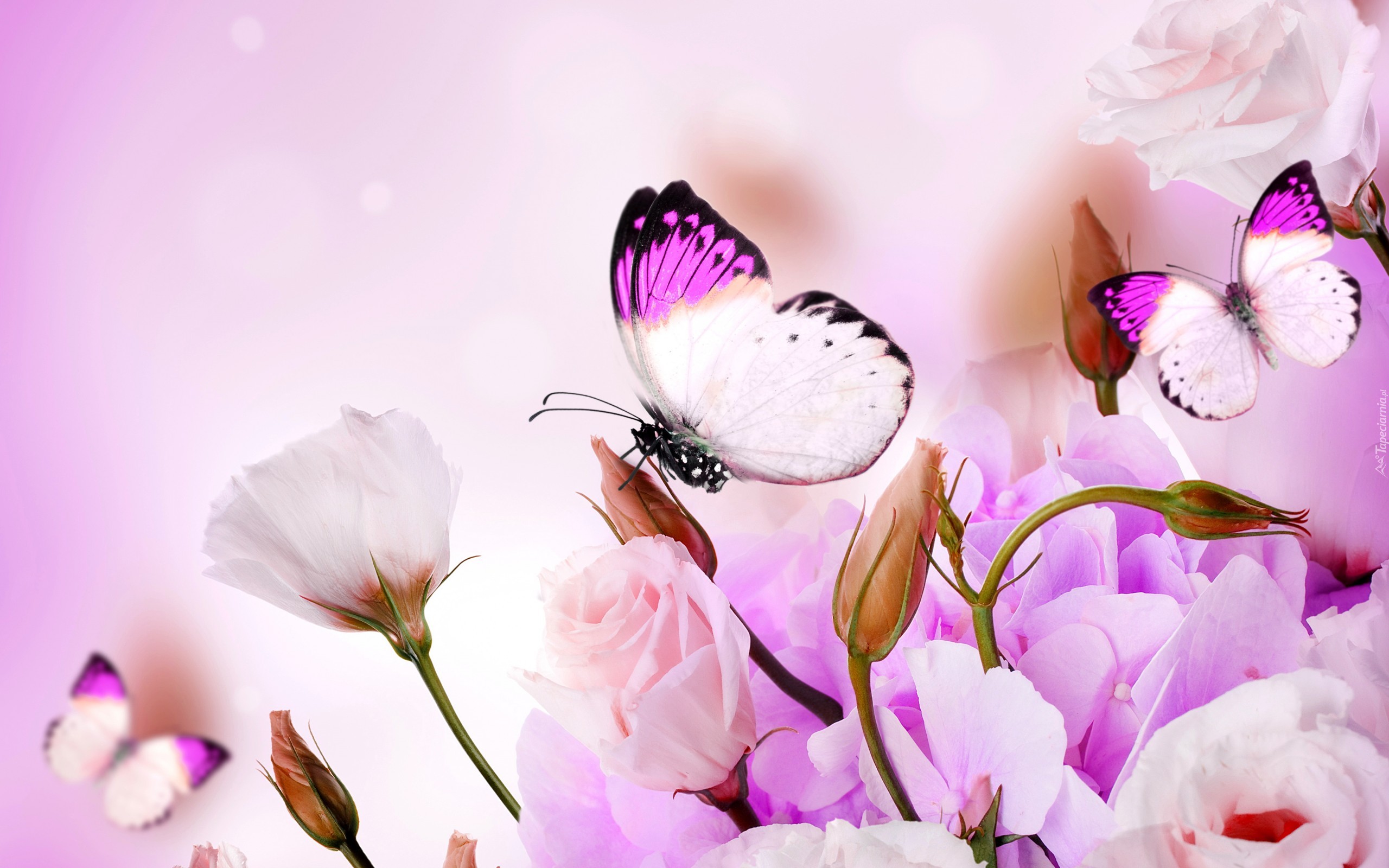 Kwiaty, Eustoma, Motyle