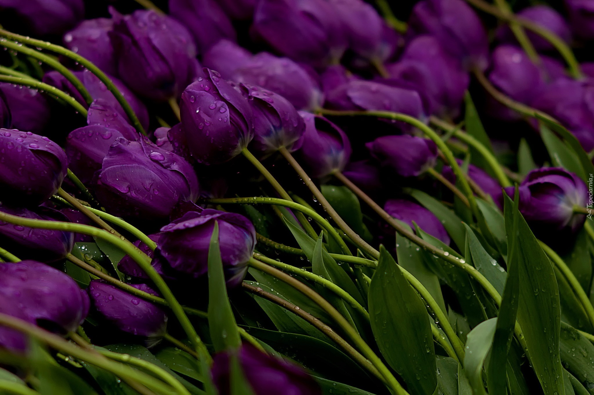 Fioletowe, Tulipany