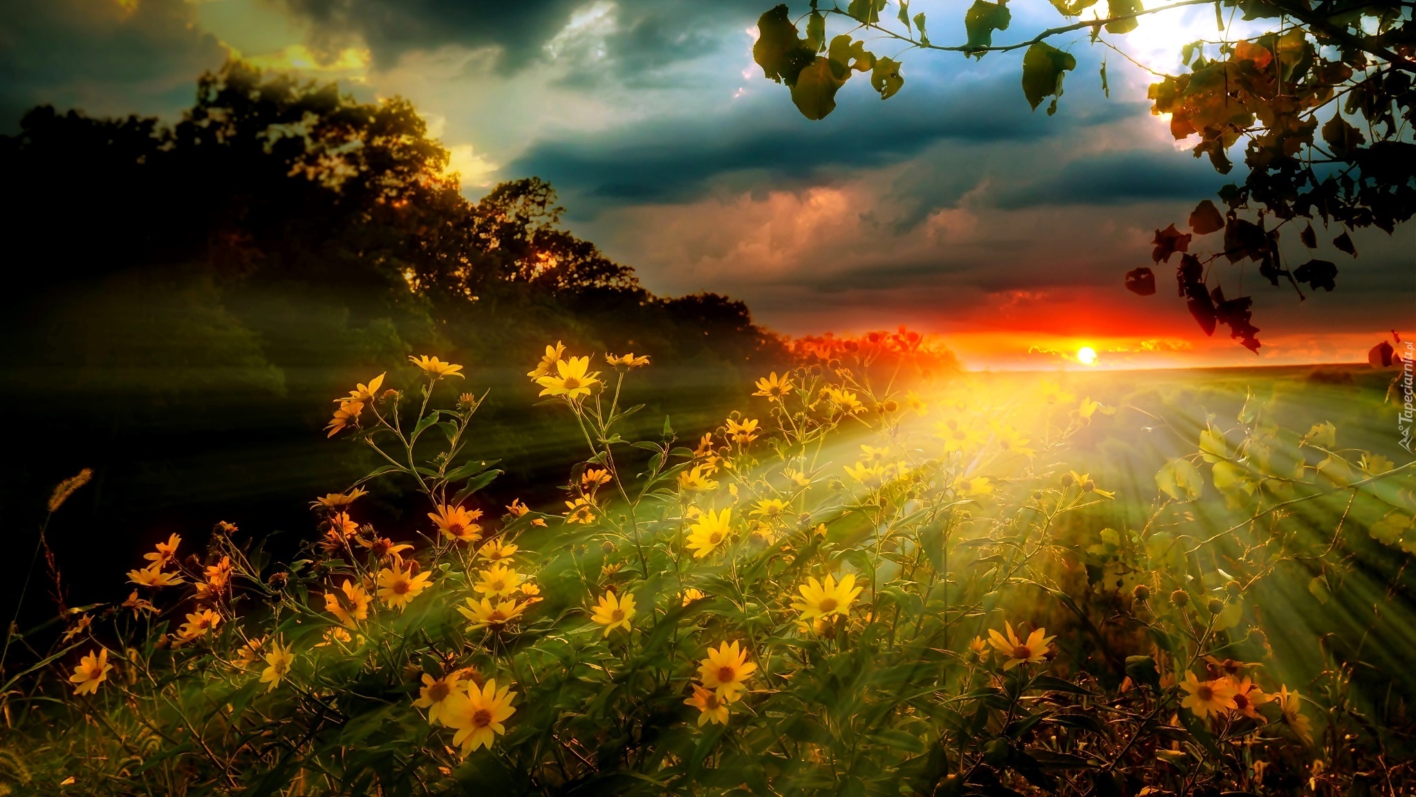 Zachód Słońca, Ostatnie Promienie, Kwiaty