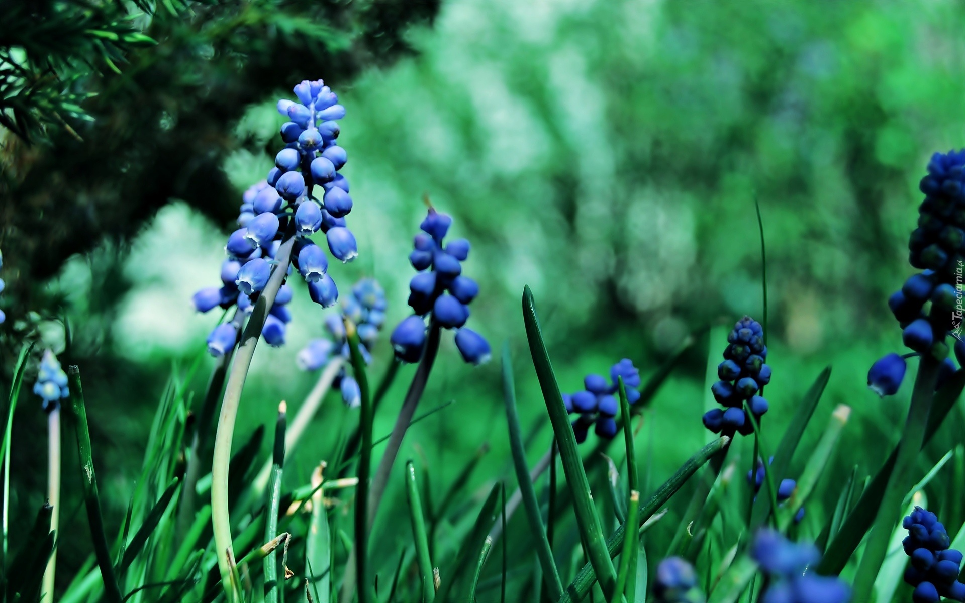 Niebieskie, Kwiaty, Szafirek, Zieleń