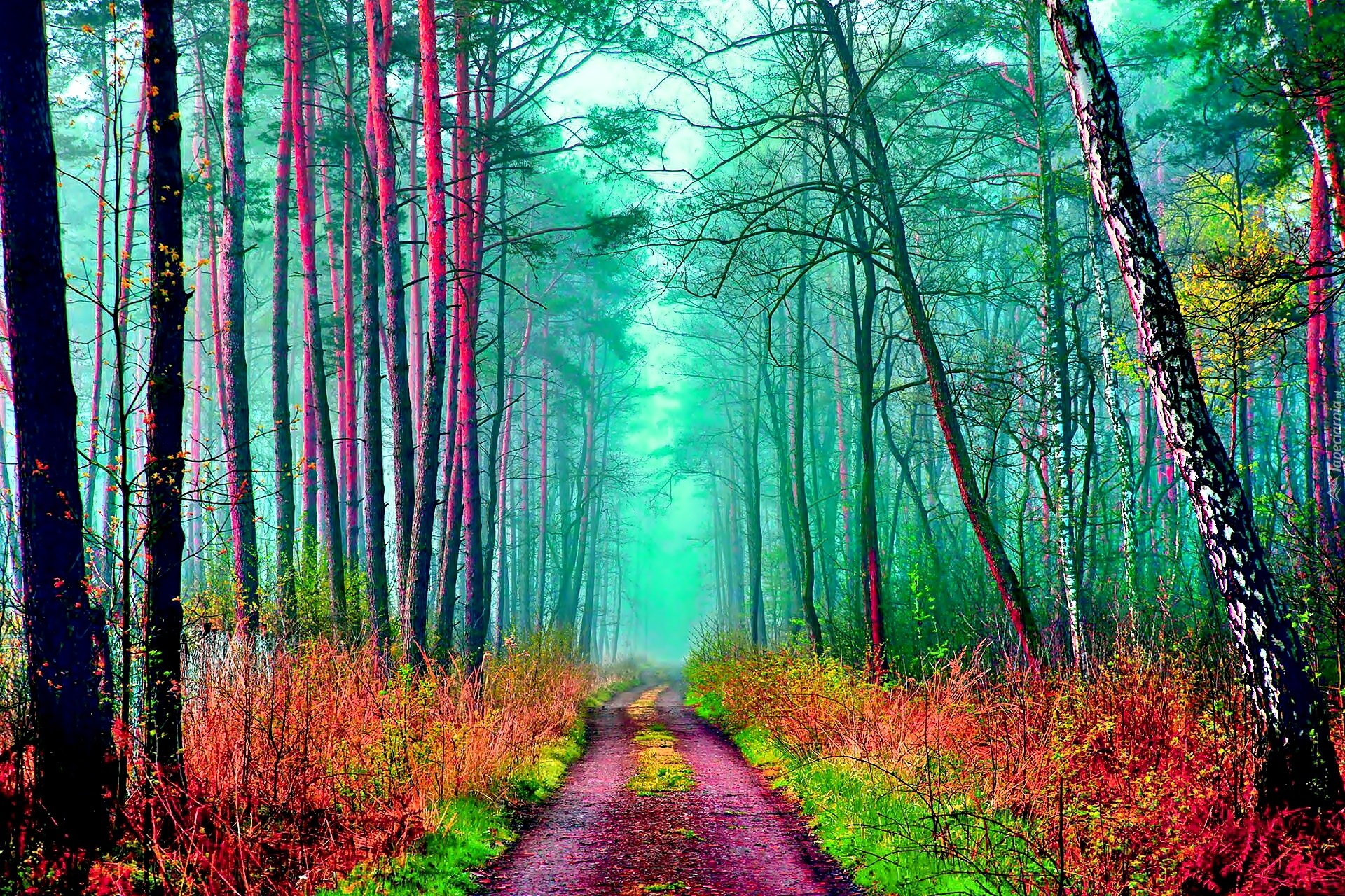 Kolorowa, Jesień, Las, Drzewa, Ścieżka